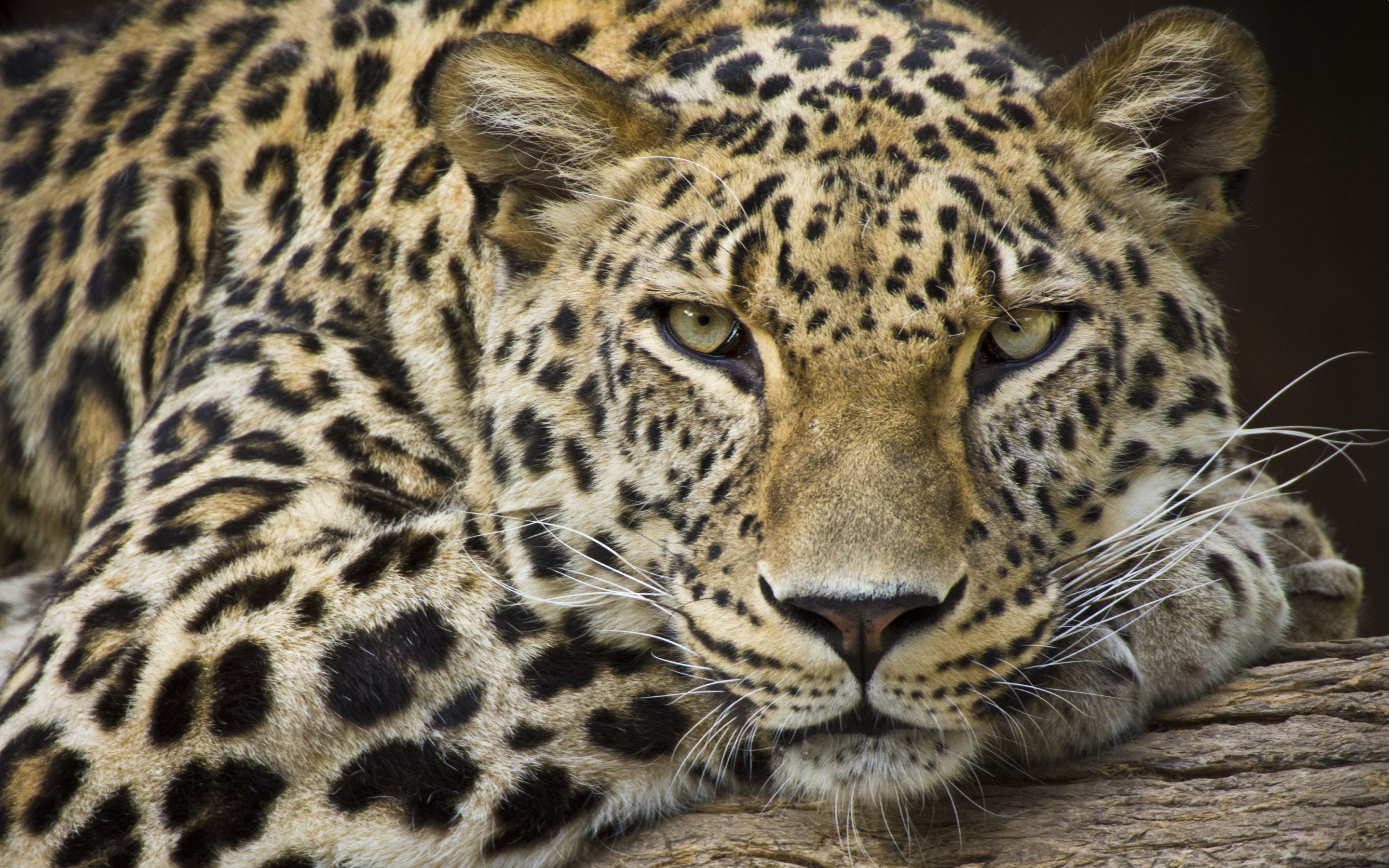 Big Cats Wallpapers - 4k, HD Big Cats Backgrounds on WallpaperBat