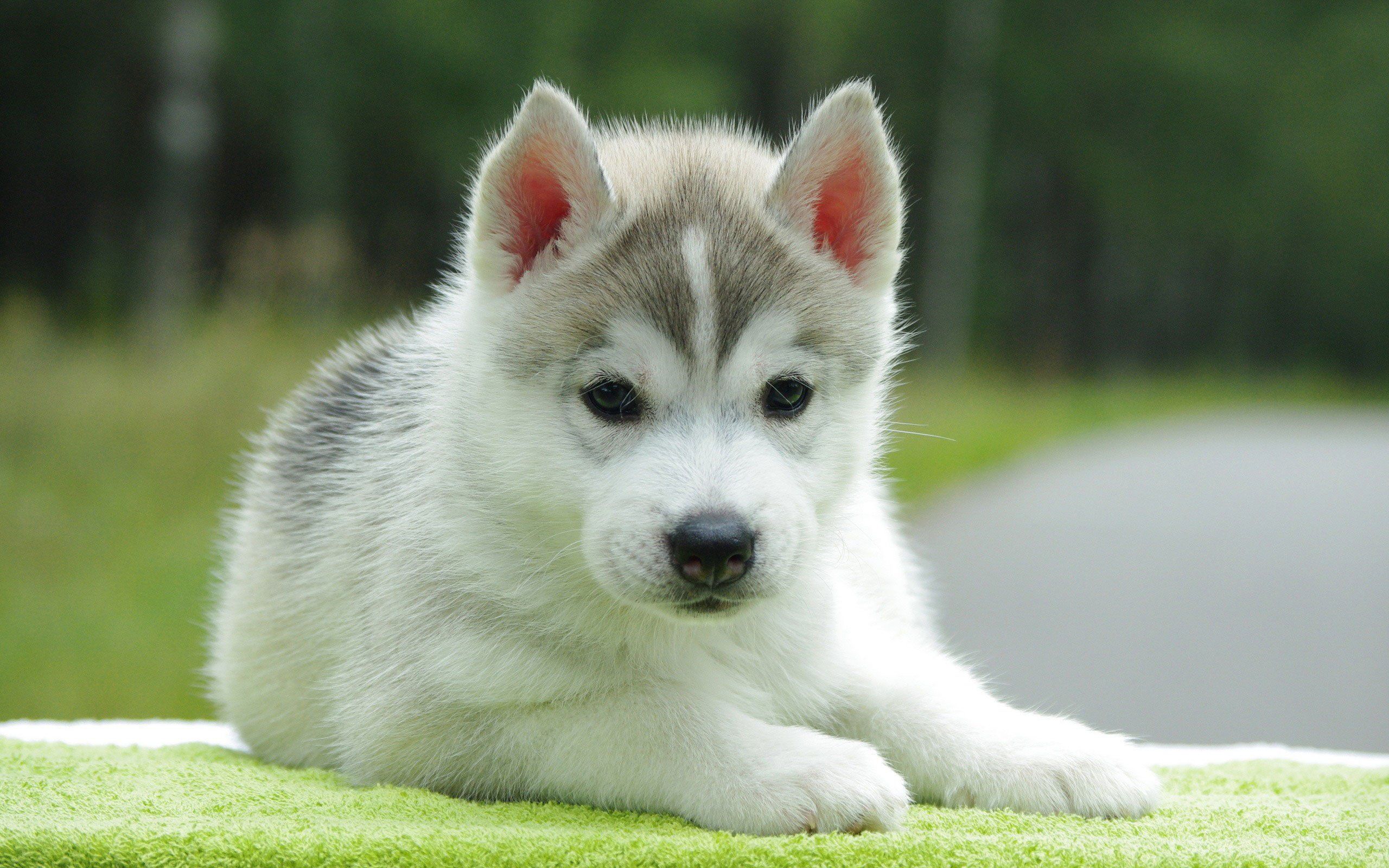 Cute Husky Puppies Wallpapers - 4k, HD Cute Husky Puppies Backgrounds ...