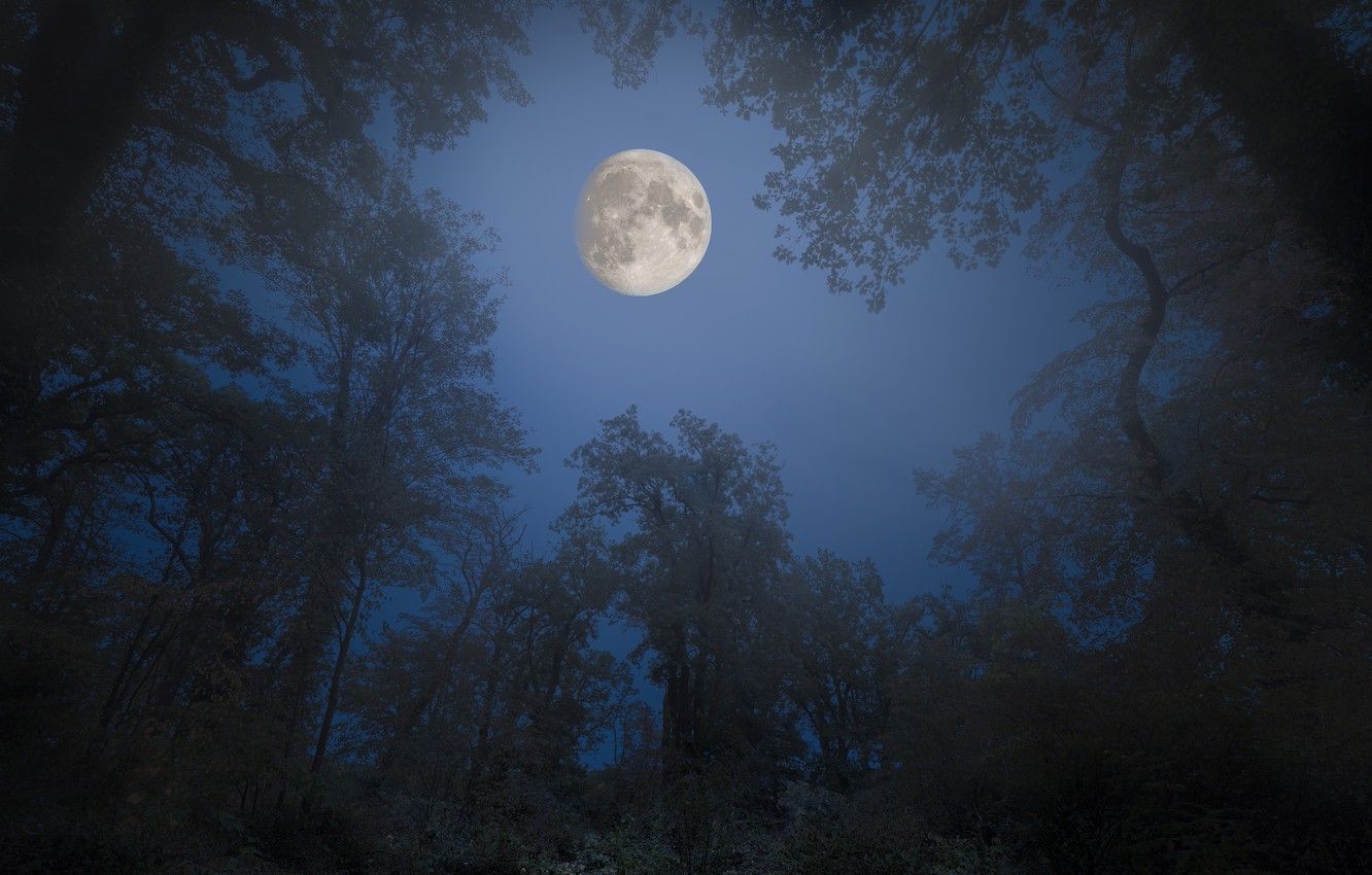Moonlight Forest Wallpapers - 4k, HD Moonlight Forest Backgrounds on ...