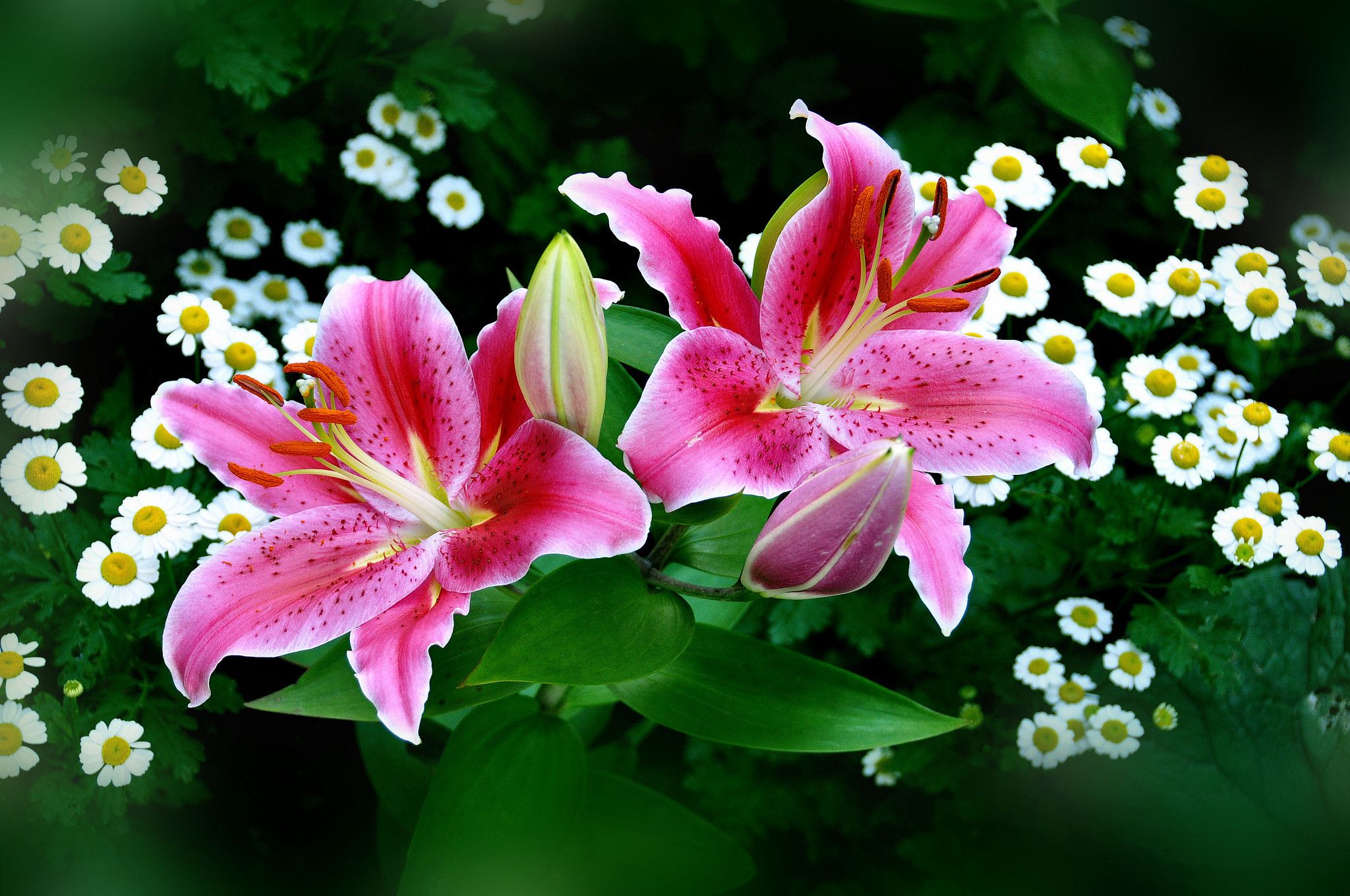 easter-lily-wallpapers-4k-hd-easter-lily-backgrounds-on-wallpaperbat