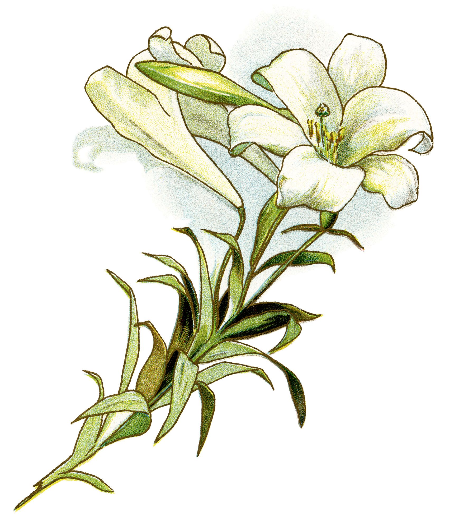 1720x1990 easter lily free clipart.