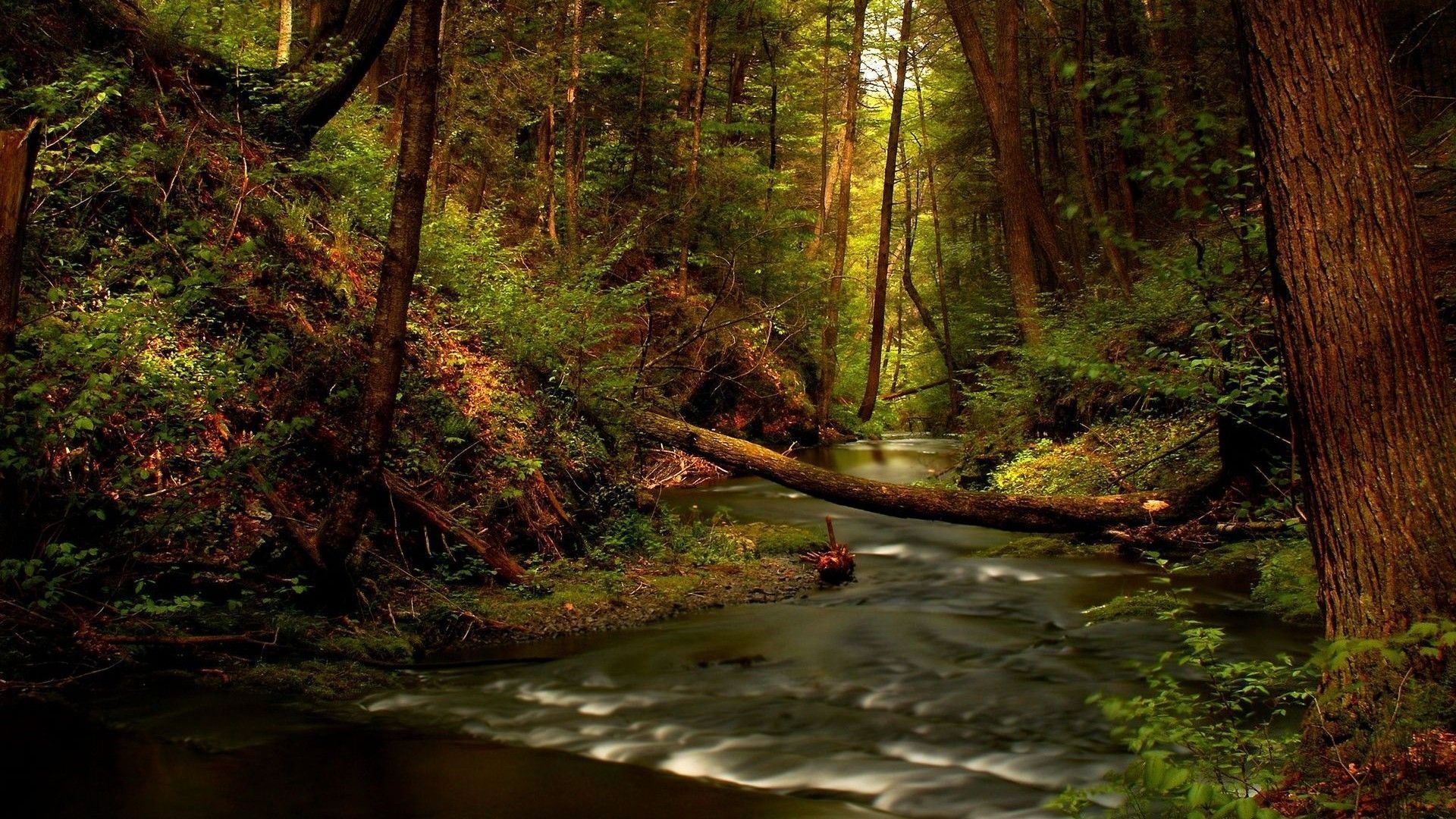 Forest River Wallpapers K Hd Forest River Backgrounds On Wallpaperbat