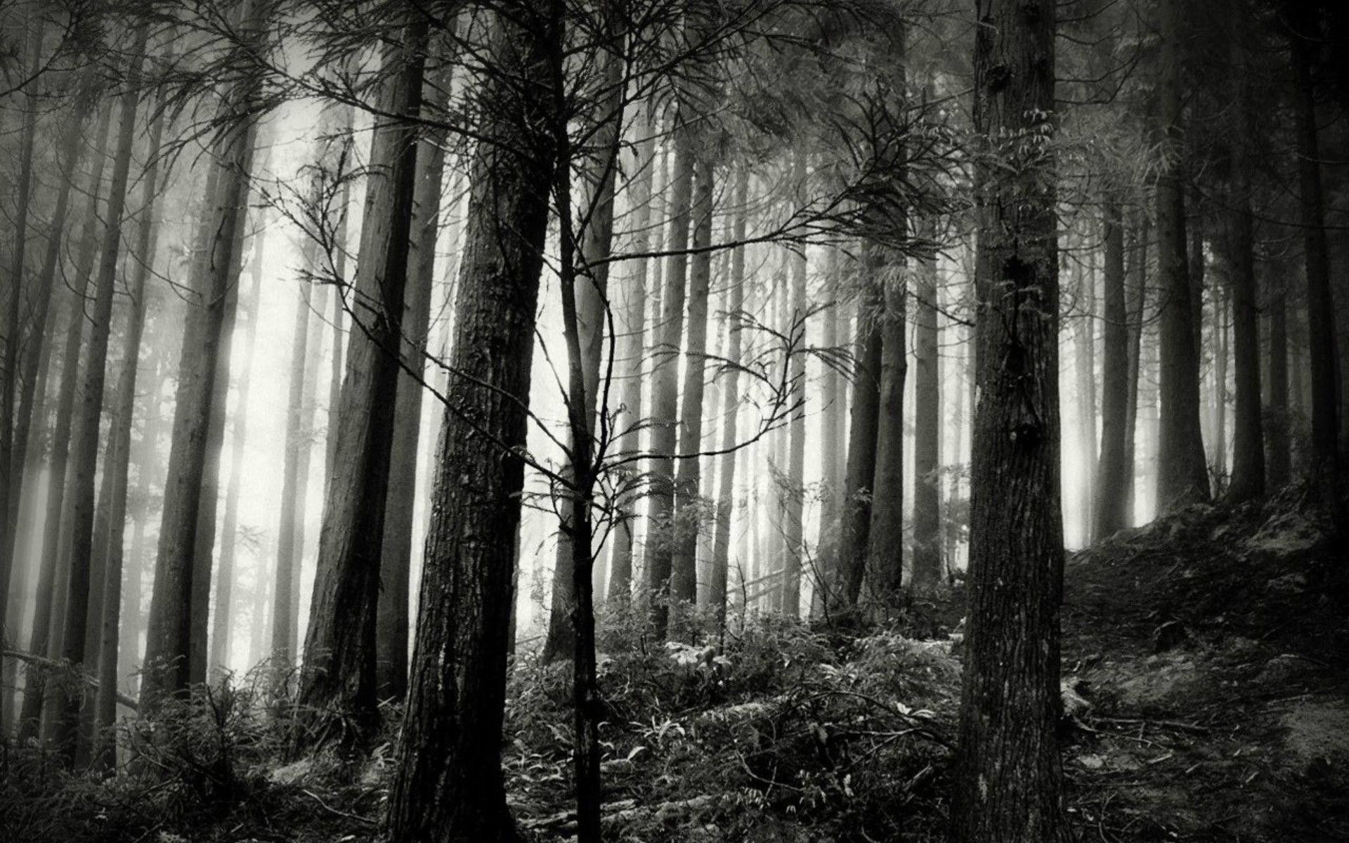 Black And White Forest Wallpapers 4k Hd Black And White Forest Backgrounds On Wallpaperbat 