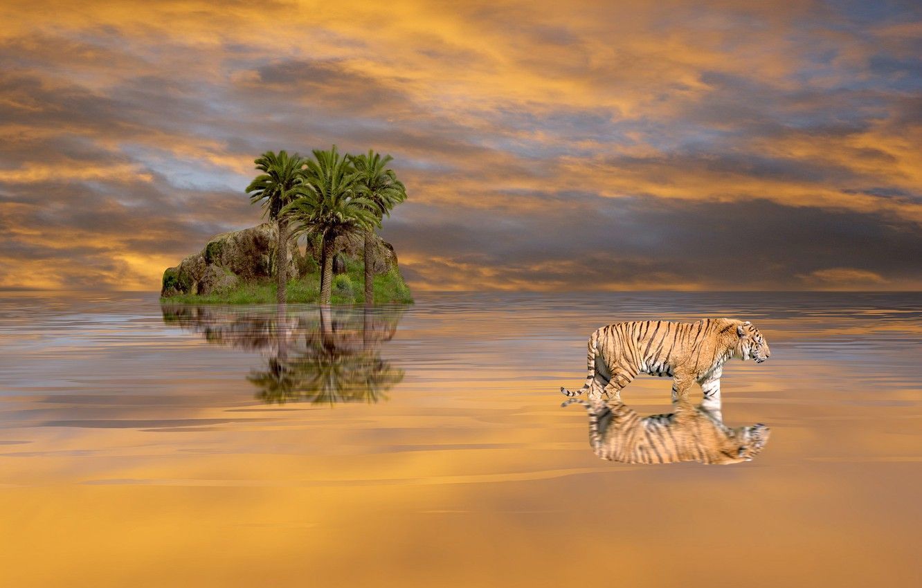 Tiger Landscape Wallpapers 4k Hd Tiger Landscape Backgrounds On