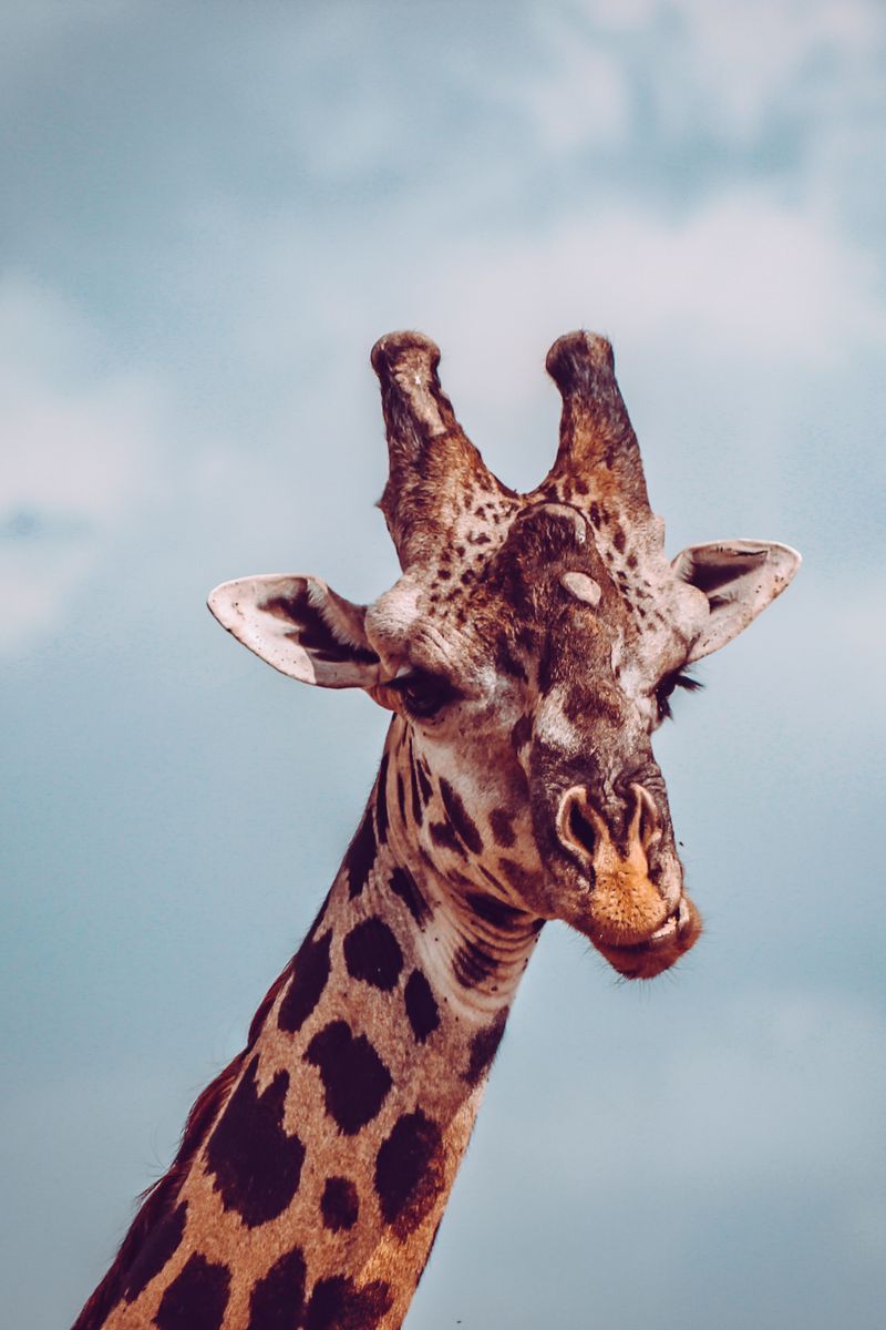 Giraffe iPhone Wallpapers - 4k, HD Giraffe iPhone Backgrounds on ...