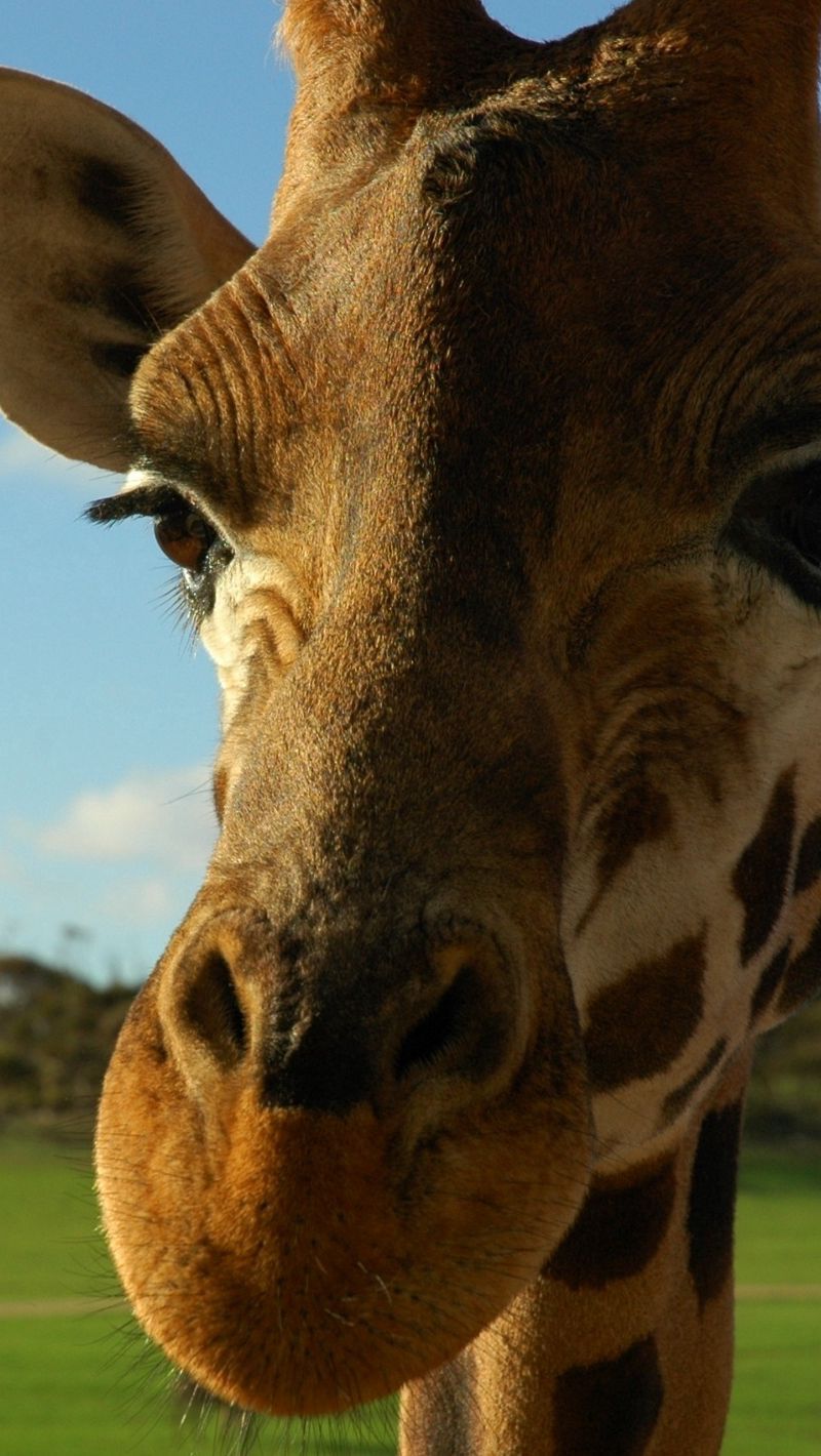 Giraffe iPhone Wallpapers - 4k, HD Giraffe iPhone Backgrounds on ...