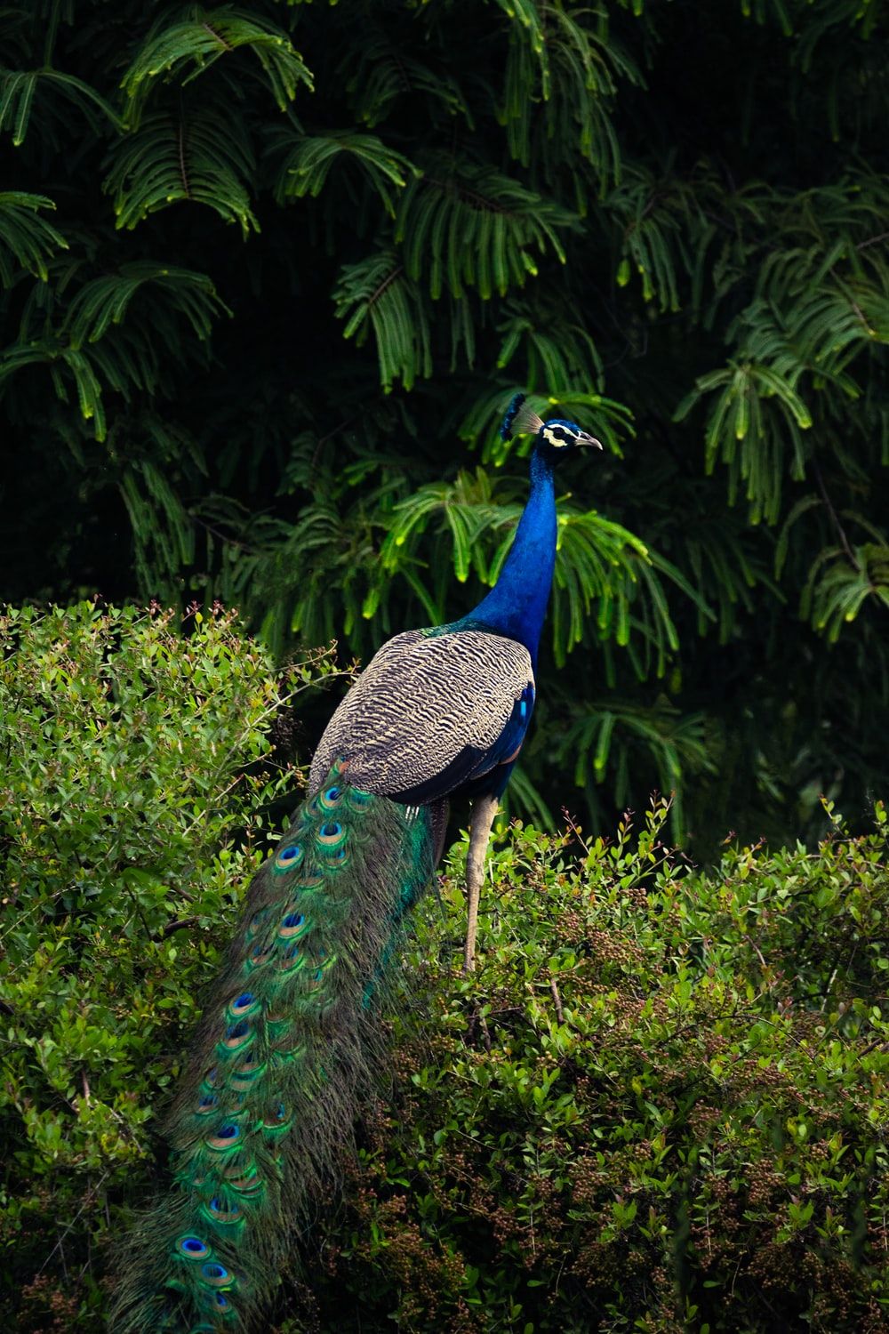 Peacock Wallpapers - 4k, HD Peacock Backgrounds on WallpaperBat