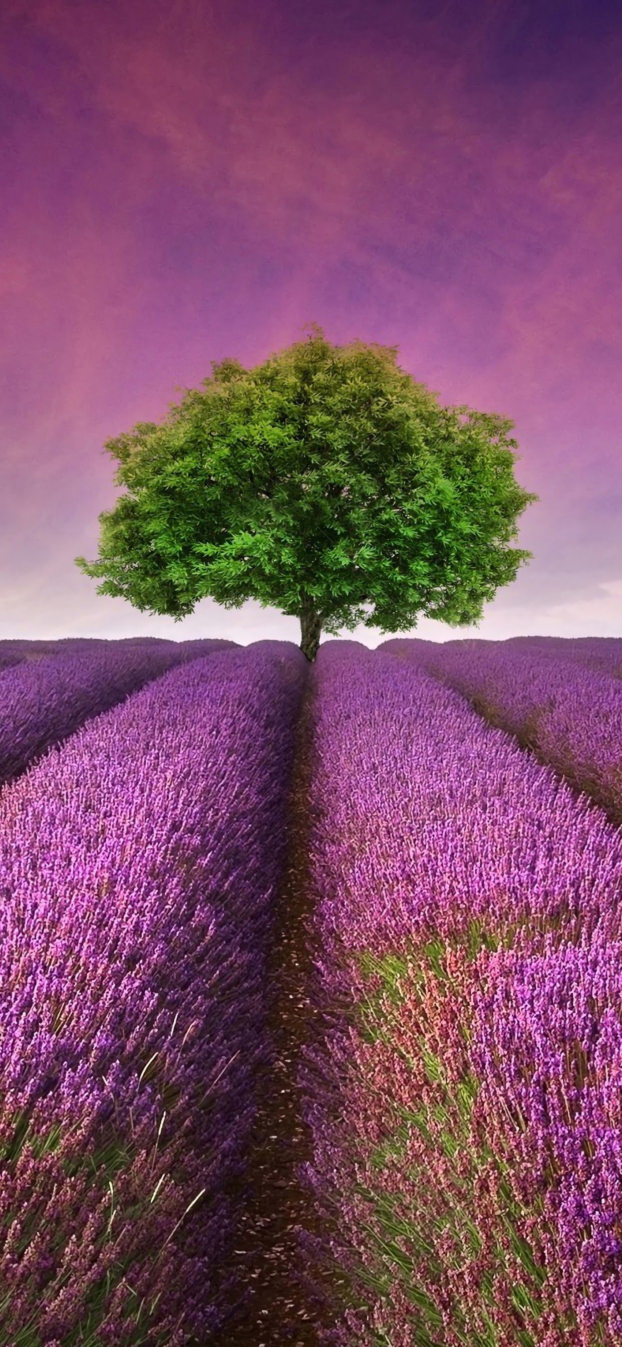 1242x2688 Flower, Tree, Lavender, Nature, Scenery, Landscape, - Beautiful ... Wallpaper