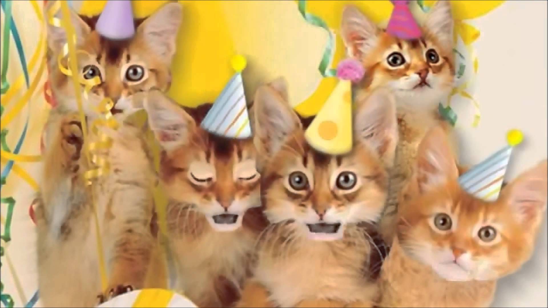Birthday Cat Wallpapers - 4k, HD Birthday Cat Backgrounds on WallpaperBat