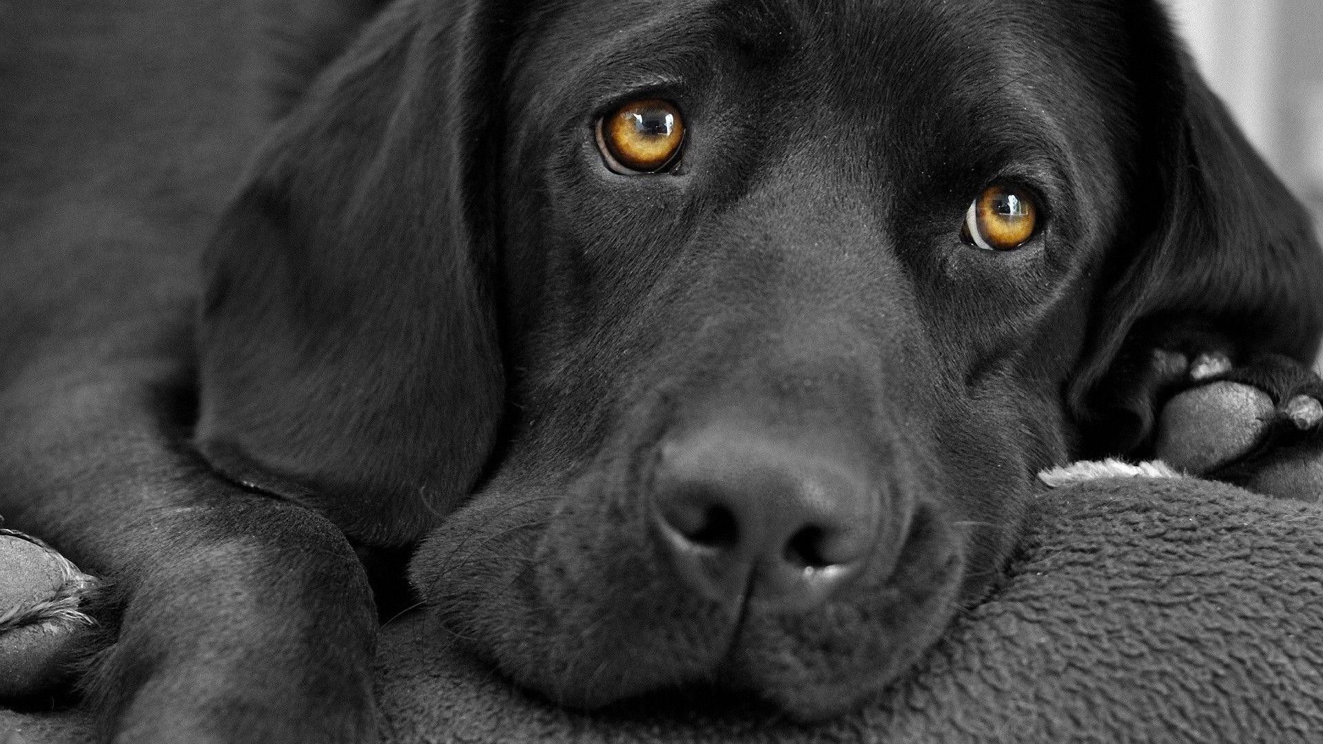 Black Lab Wallpapers - 4k, HD Black Lab Backgrounds on WallpaperBat