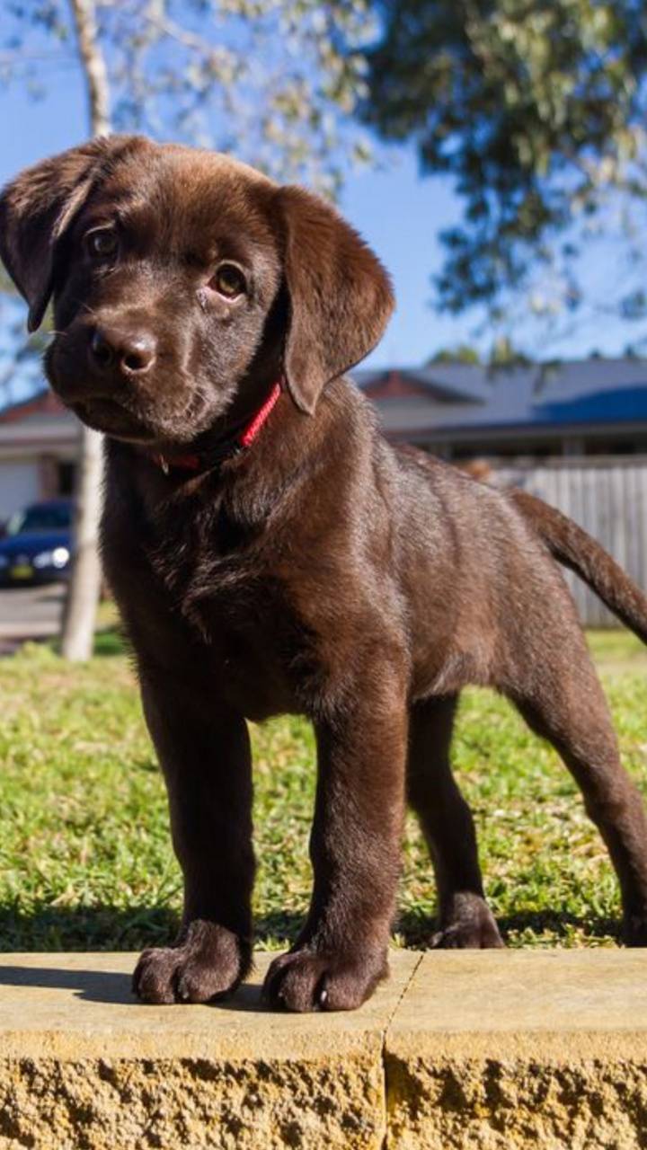 Chocolate Lab Wallpapers - 4k, HD Chocolate Lab Backgrounds on WallpaperBat