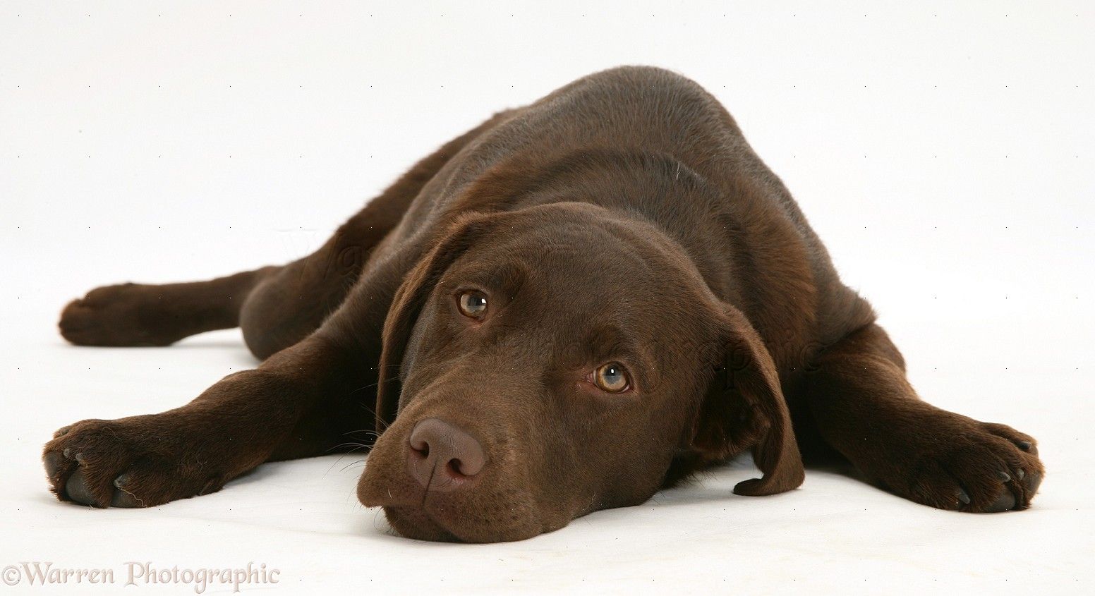 Chocolate Lab Wallpapers - 4k, HD Chocolate Lab Backgrounds on WallpaperBat