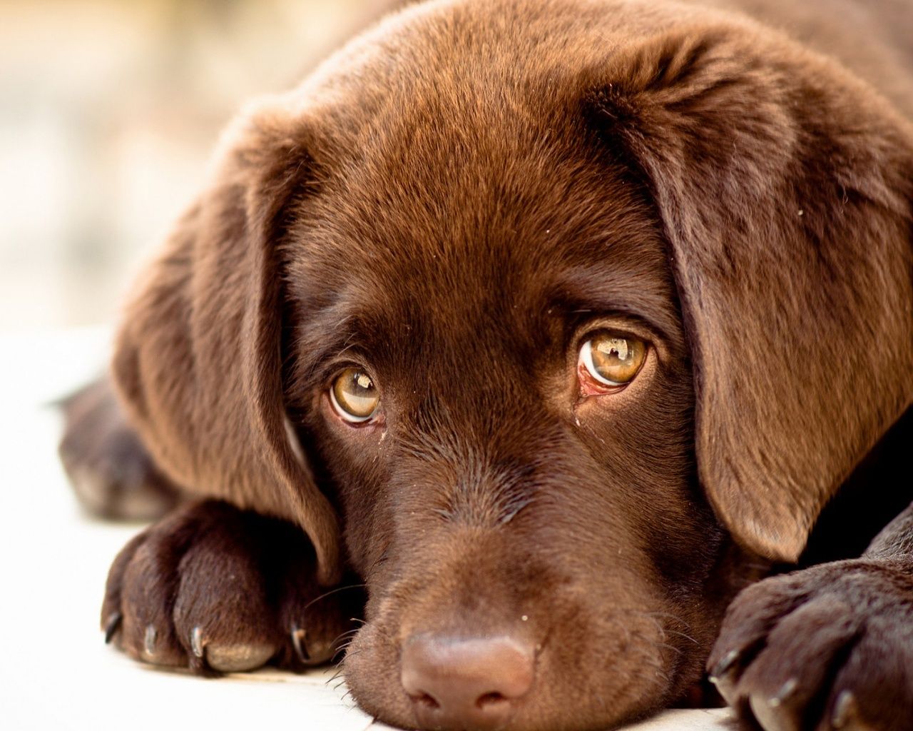 1280x1024 Innocent puppy eyes wallpaper | 1280x1024 | #13470 Wallpaper