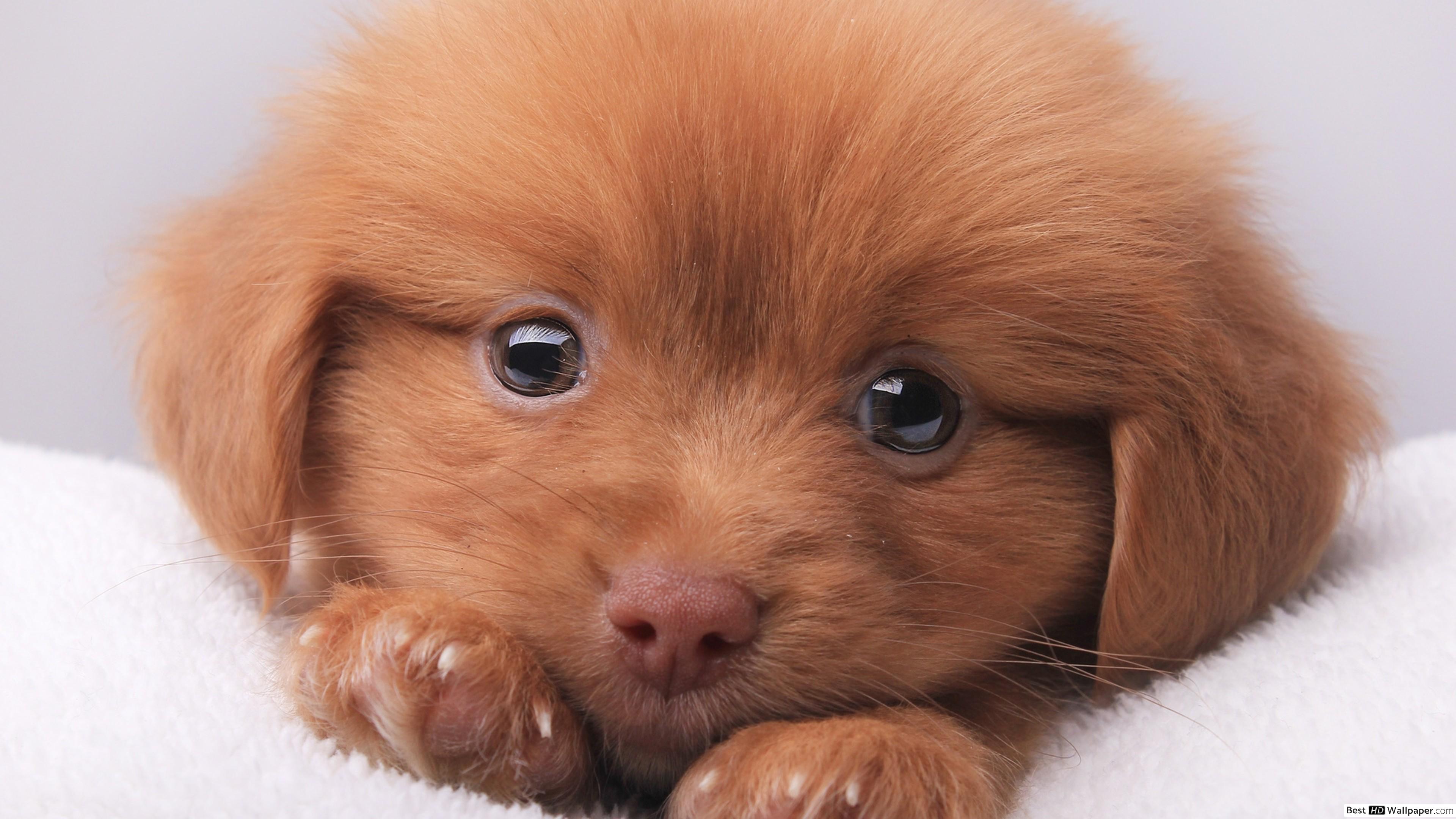 3840x2160 Puppy Eyes Wallpapers - Top Free Puppy Eyes Backgrounds - WallpaperAccess Wallpaper