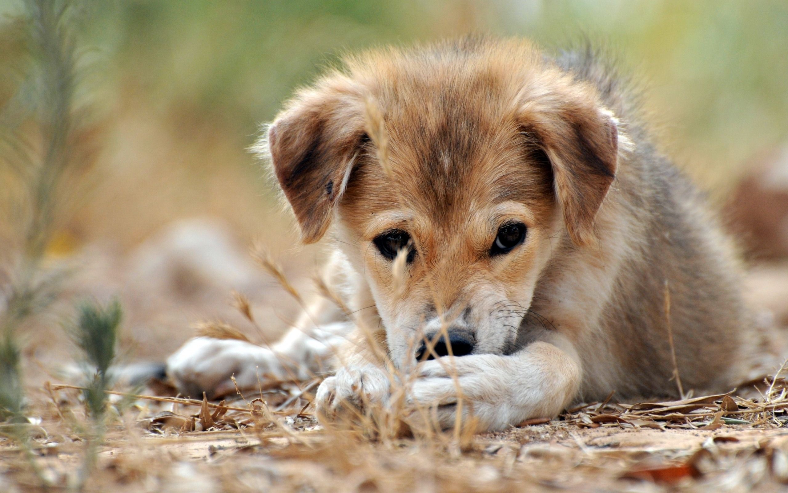 2560x1600 Puppy dog eyes wallpapers and images - wallpapers, pictures, photos Wallpaper