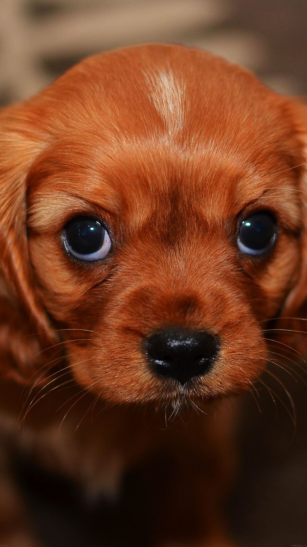 750x1334 Puppies Doing Puppy Eyes - 750x1334 - Download HD Wallpaper - WallpaperTip Wallpaper