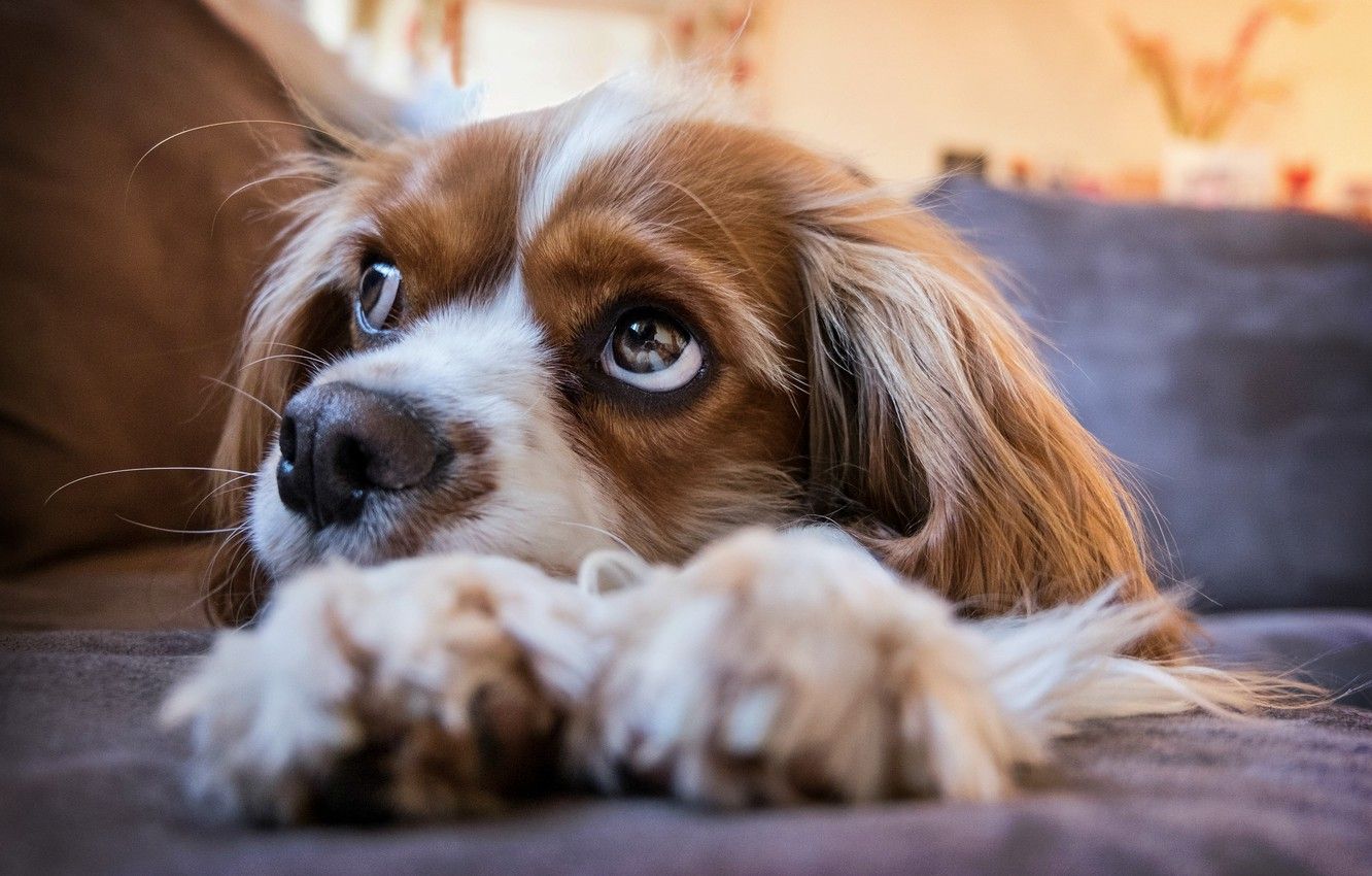 1332x850 Wallpaper puppy, eyes, dog, look, cavalier images for desktop, section  собаки - download Wallpaper