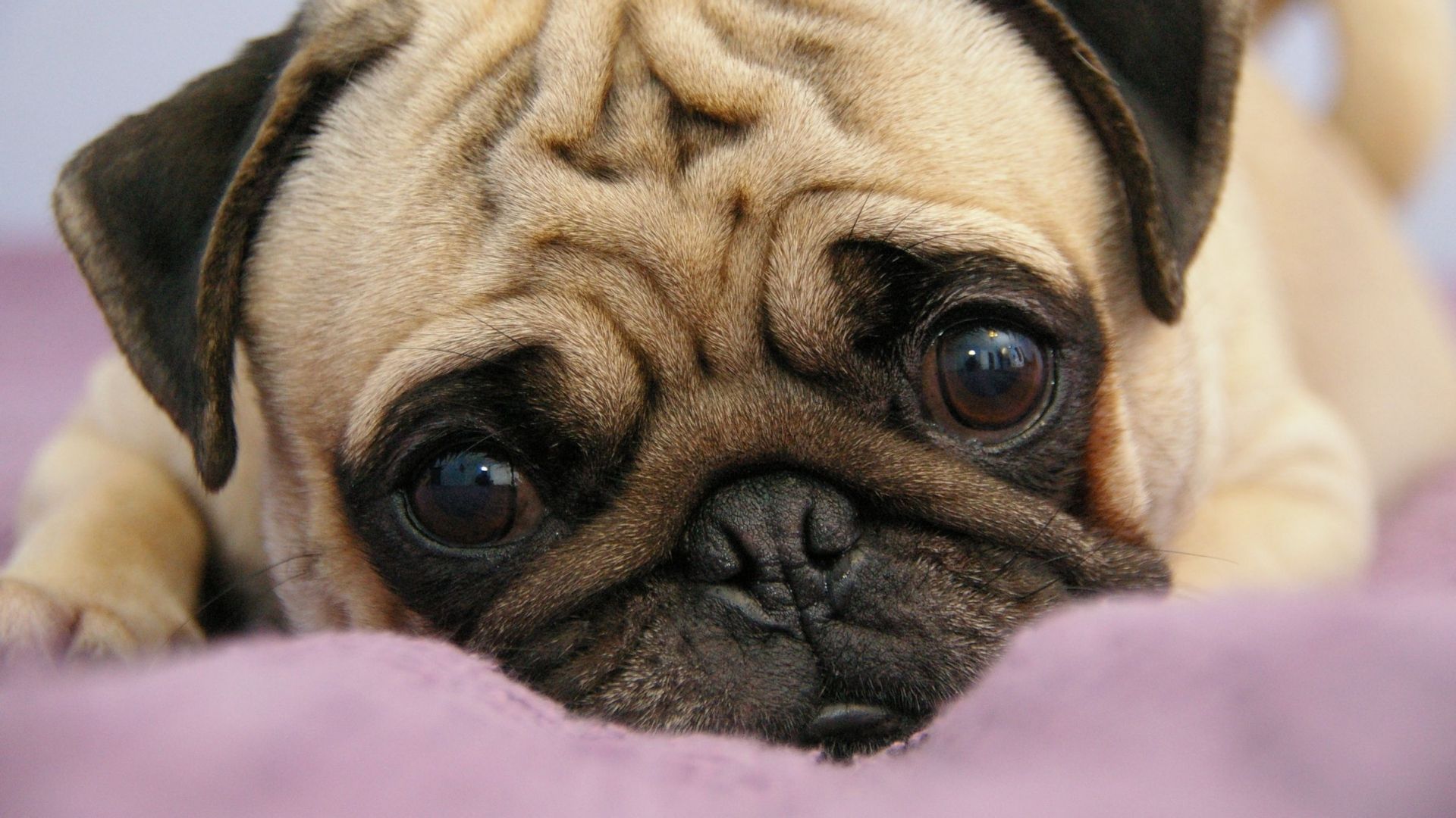 1920x1080 Download Wallpaper 1920x1080 pug, puppy, snout, eyes, lie Full HD 1080p HD  Background Wallpaper