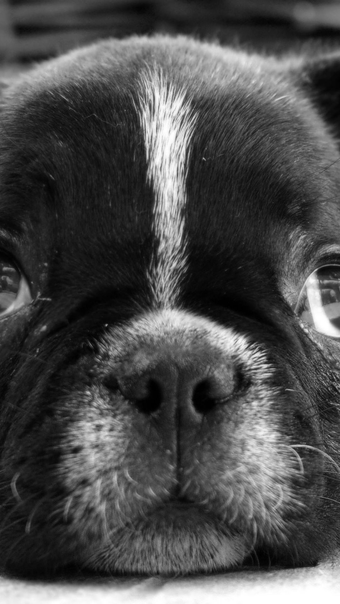 1080x1920 Download Wallpaper Bulldog, Puppy, Dog, Black White - French Bulldog Puppies  Eyes (#3248566) - HD Wallpaper & Backgrounds Download Wallpaper