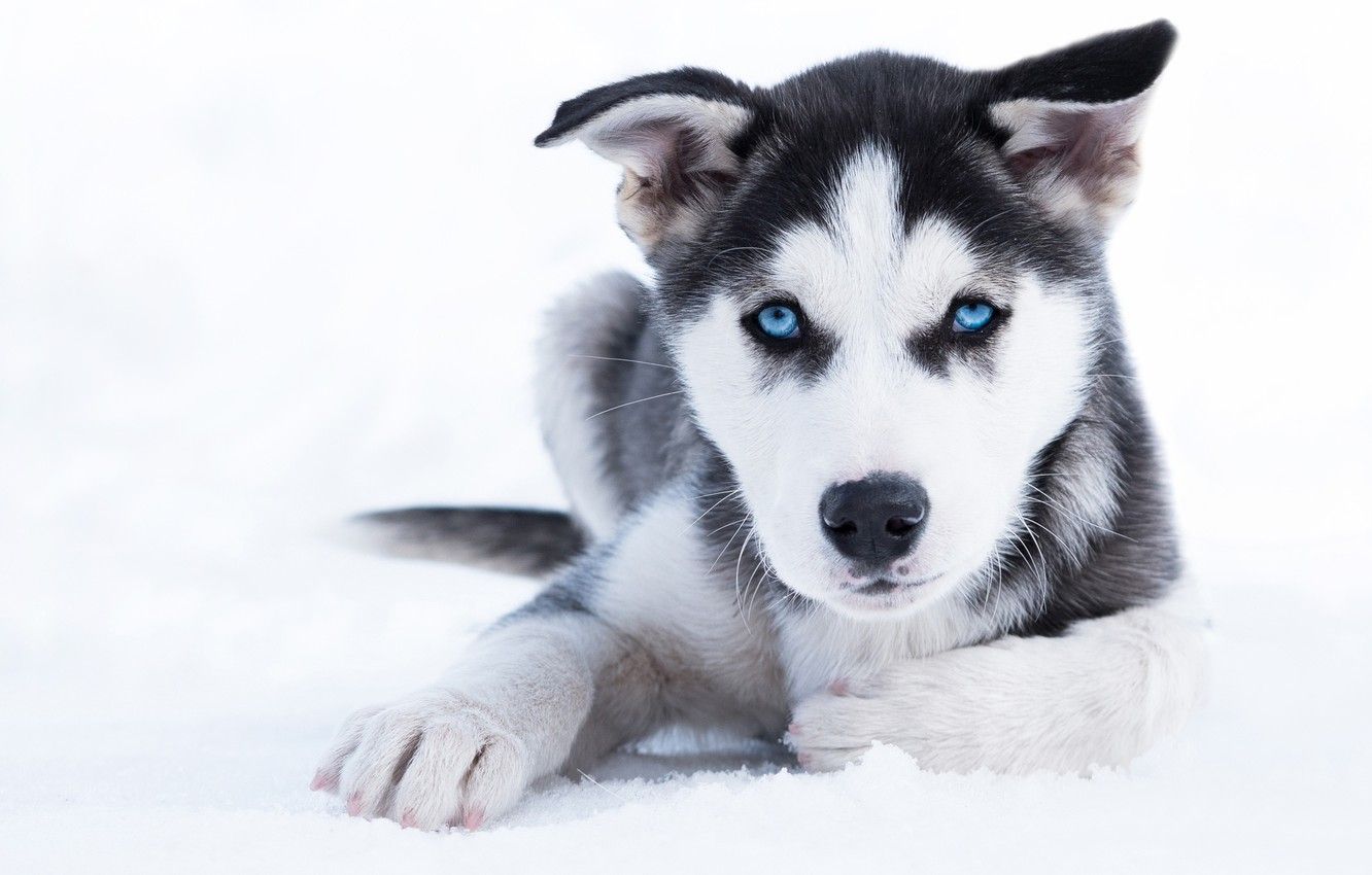 1332x850 Wallpaper winter, look, snow, dog, puppy, blue eyes, husky images for  desktop, section собаки - download Wallpaper