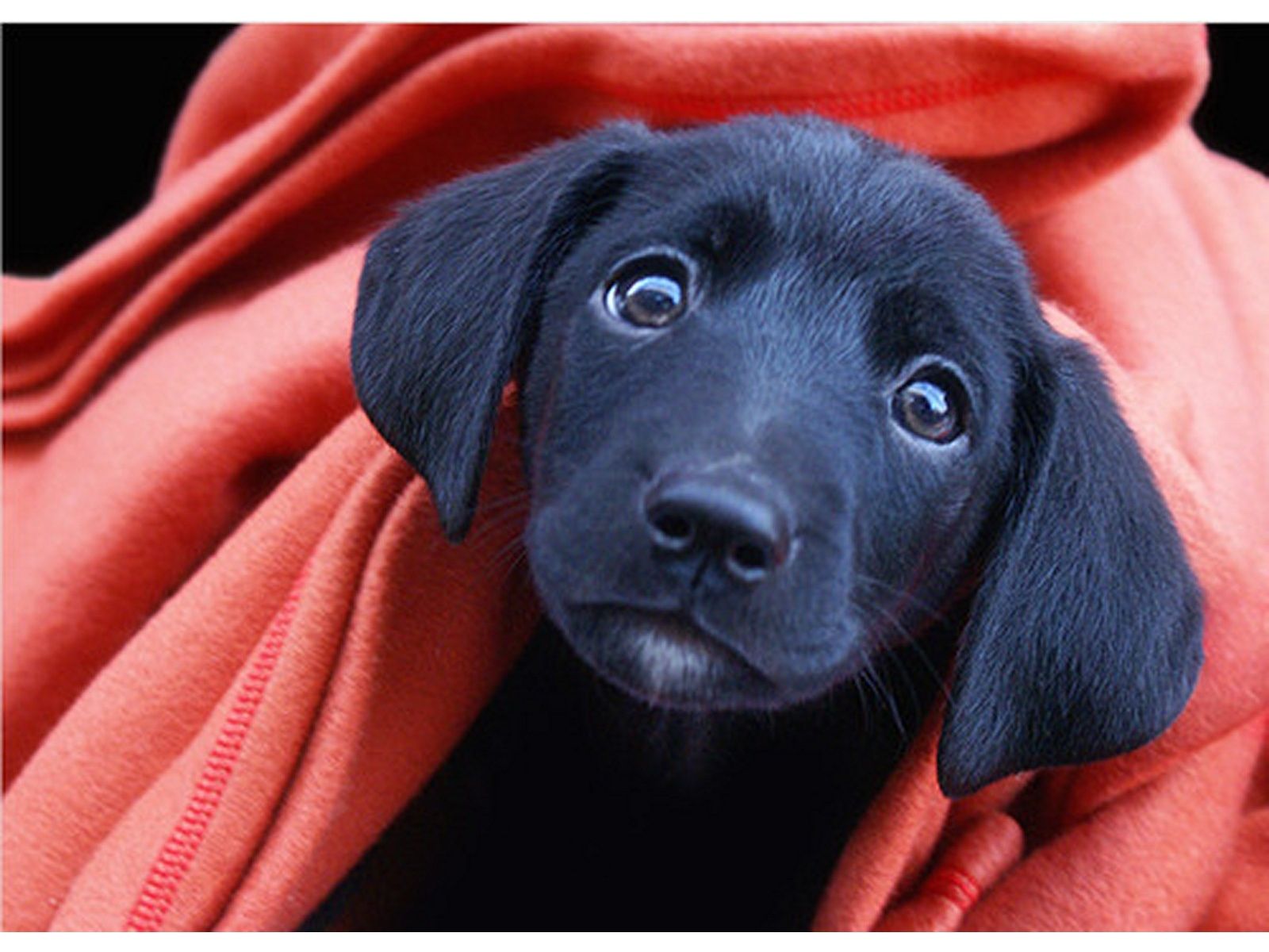 1600x1200 Black Lab Puppy - Black Lab Puppy Eyes - 1600x1200 Wallpaper - teahub.io Wallpaper