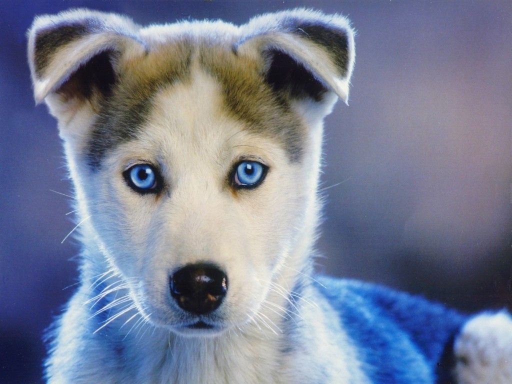 1024x768 Husky Puppy Dog Eyes - 1024x768 - Download HD Wallpaper - WallpaperTip Wallpaper