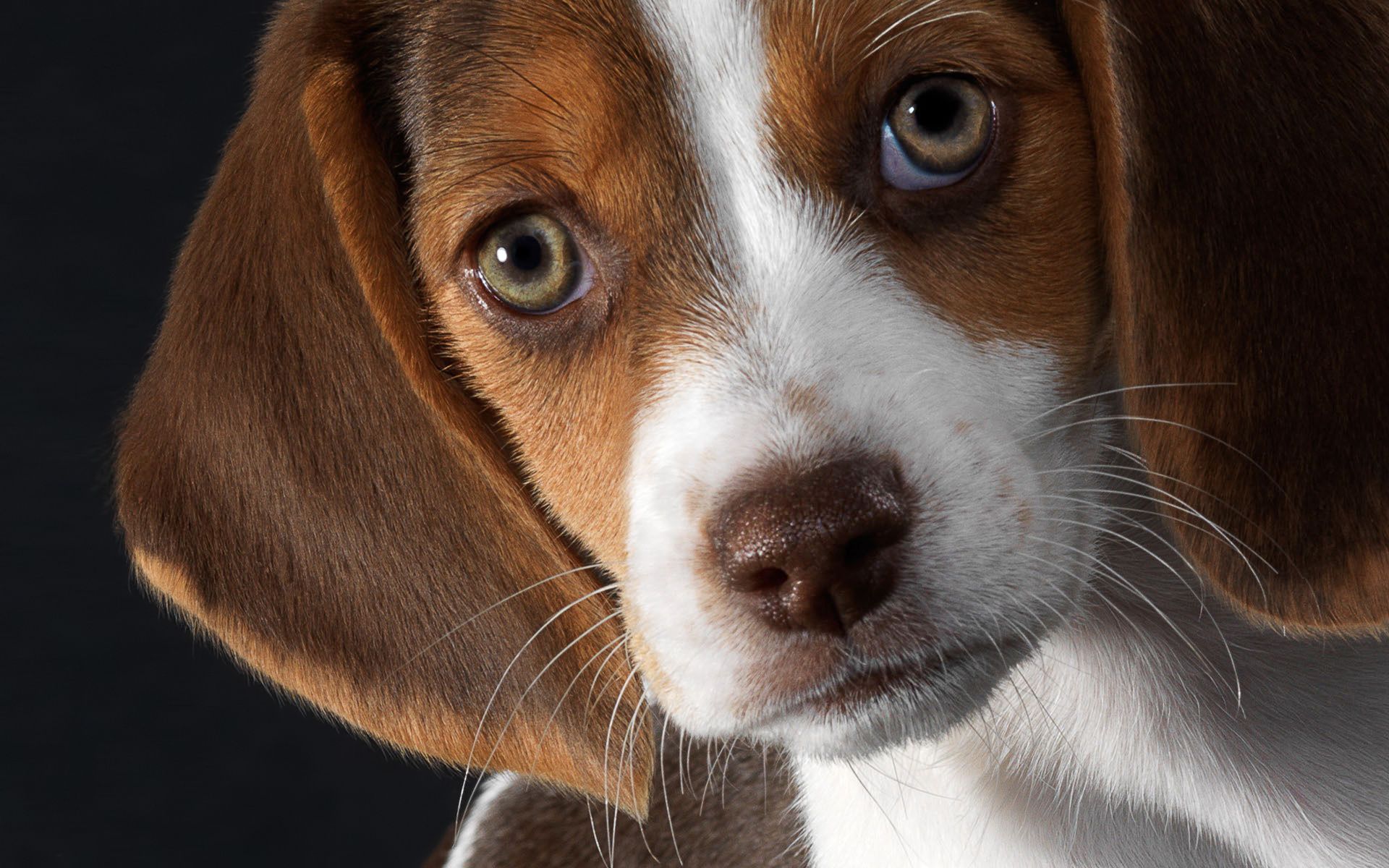 1920x1200 Puppy Eyes Beagle #6985489 Wallpaper