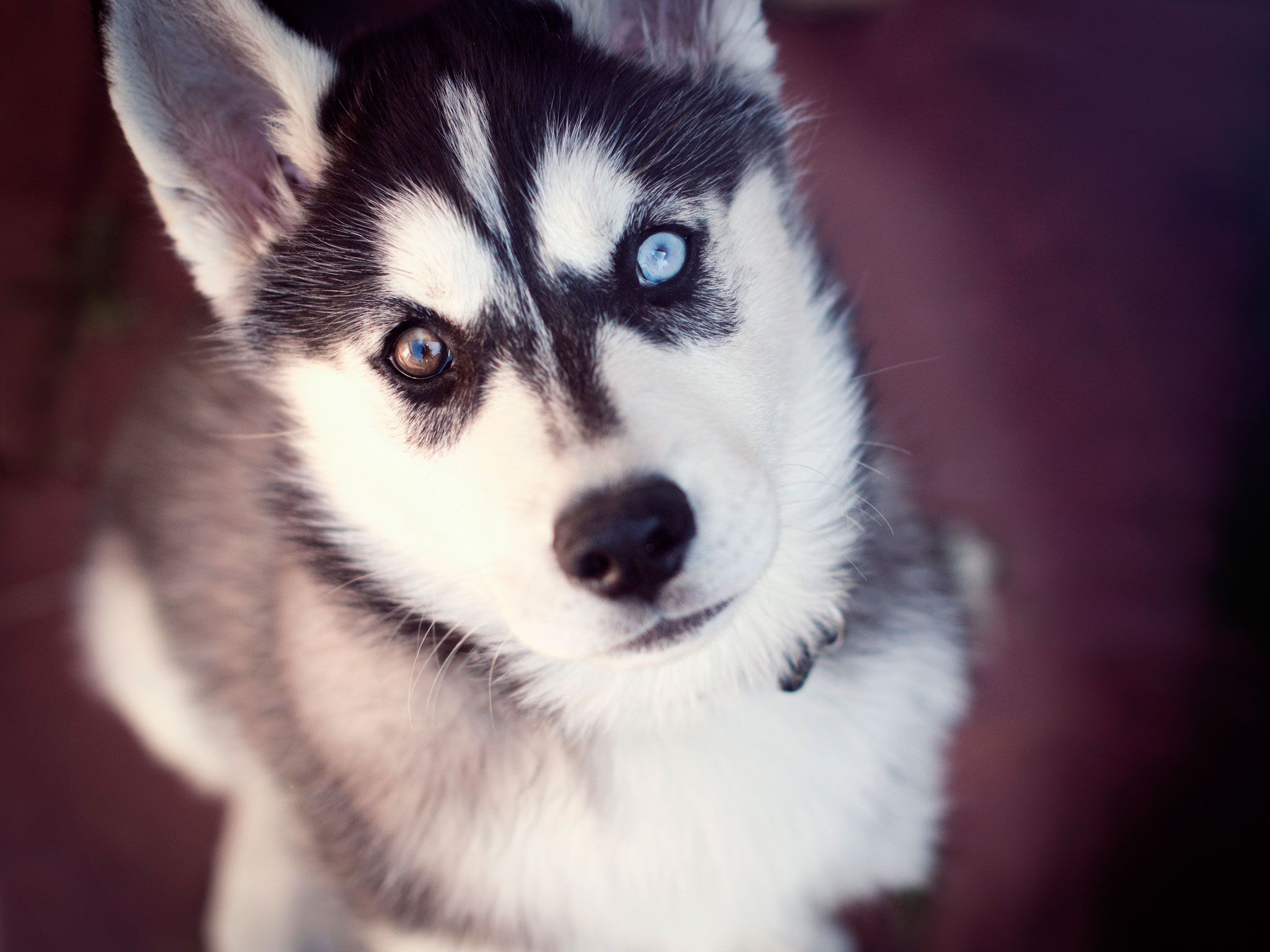 2048x1536 Husky of two different eyes wallpaper | Cute husky puppies, Puppy eyes,  Husky with blue eyes Wallpaper