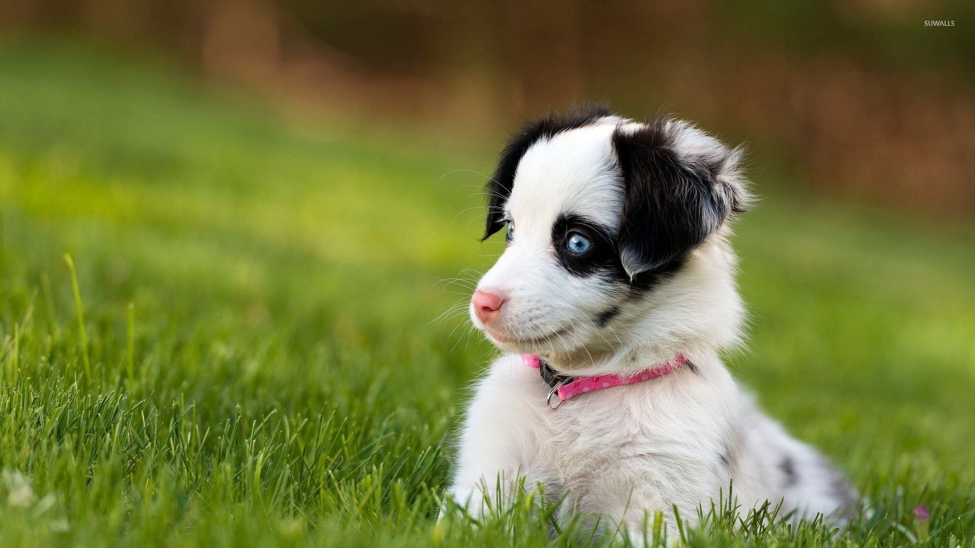 1920x1080 Cute puppy with beautiful blue eyes wallpaper - Animal wallpapers - #45030 Wallpaper