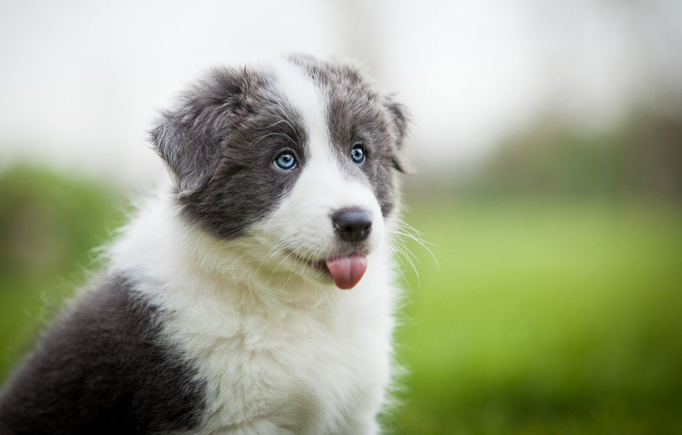 1332x850 Wallpaper field, language, white, grass, grey, portrait, dog, meadow, puppy,  blue eyes, Wallpaper from lolita777, Aussie images for desktop, section  собаки - download Wallpaper