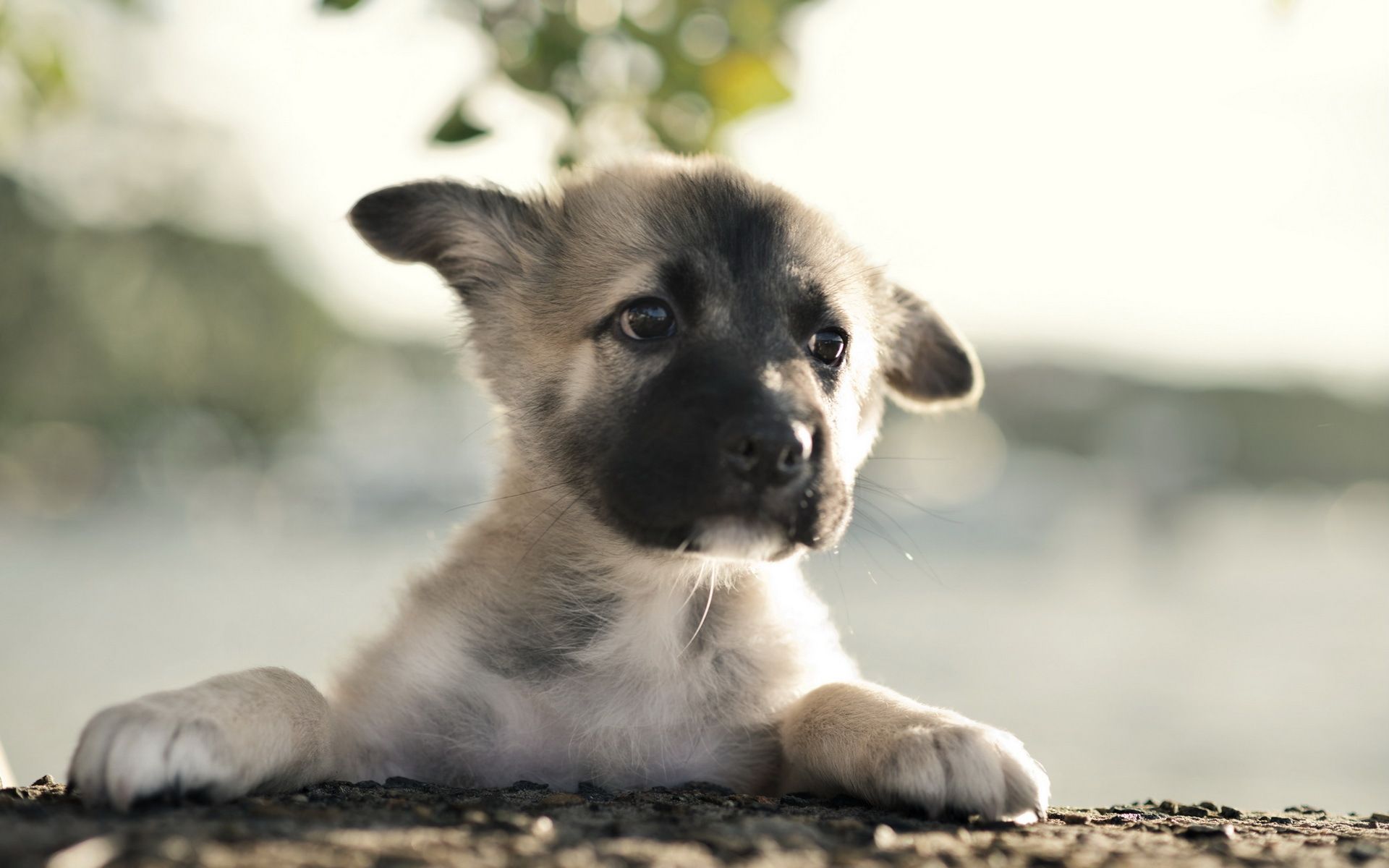 1920x1200 German shepherd dog puppy babies faces eyes wallpaper | 1920x1200 | 52696 |  WallpaperUP Wallpaper