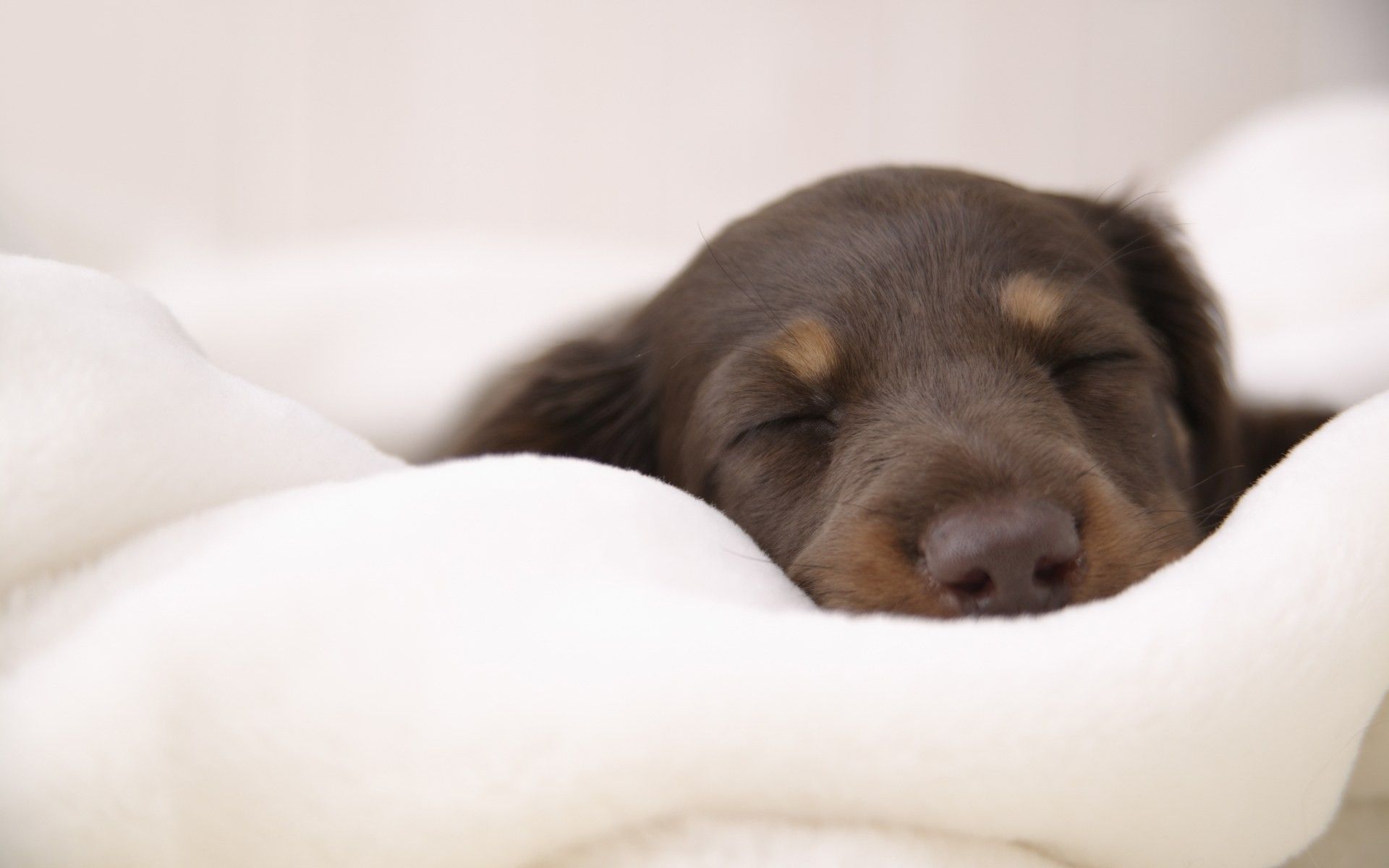 1920x1200 animals, dogs, puppies, closed eyes :: Wallpapers Wallpaper