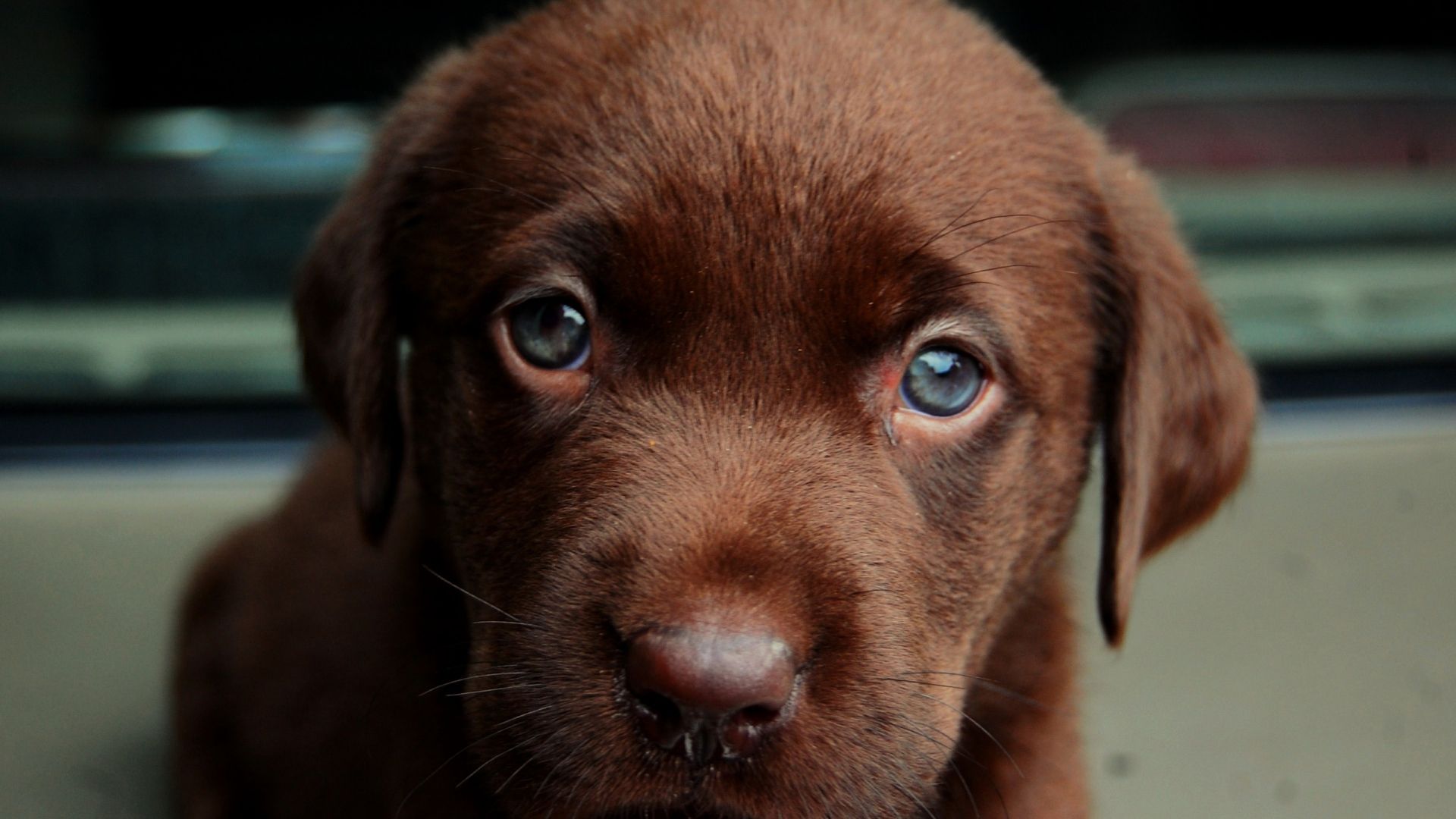 1920x1080 Download Wallpaper 1920x1080 labrador, puppy, face, eyes, sadness Full HD  1080p HD Background Wallpaper