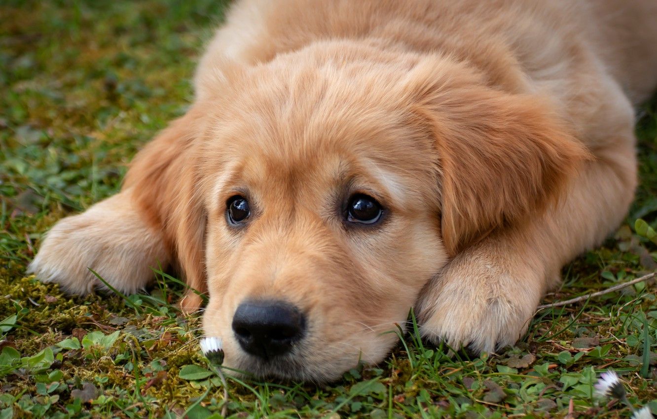 1332x850 Wallpaper sadness, eyes, look, face, glade, dog, paws, baby, puppy, lies,  doggie, Retriever, Golden Retriever images for desktop, section собаки -  download Wallpaper