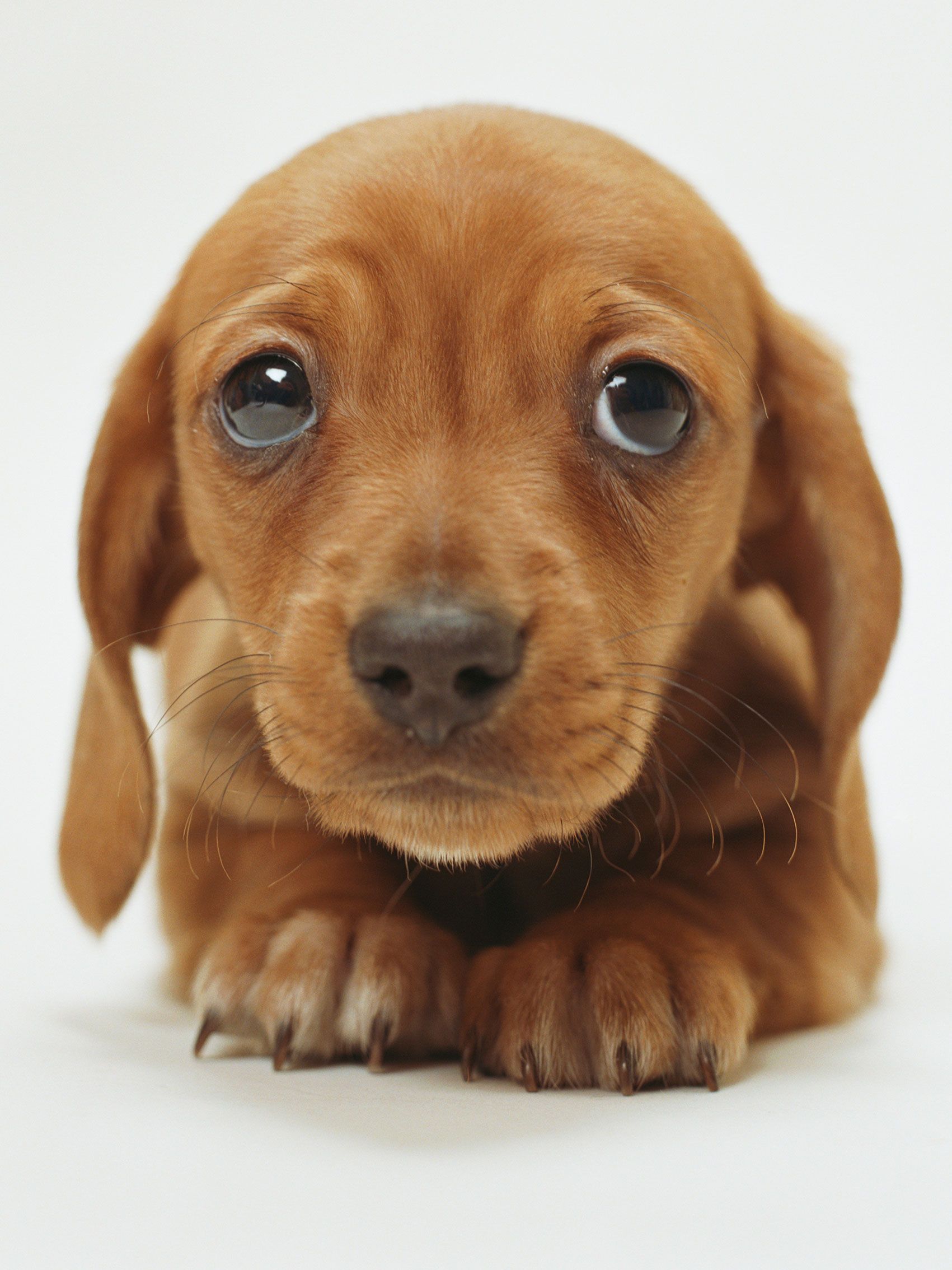 1701x2268 Animal-wallpapers-cute-brown-puppy-wallpaper-33466.jpg | Cute animals, Puppy  dog eyes, Cute dogs Wallpaper