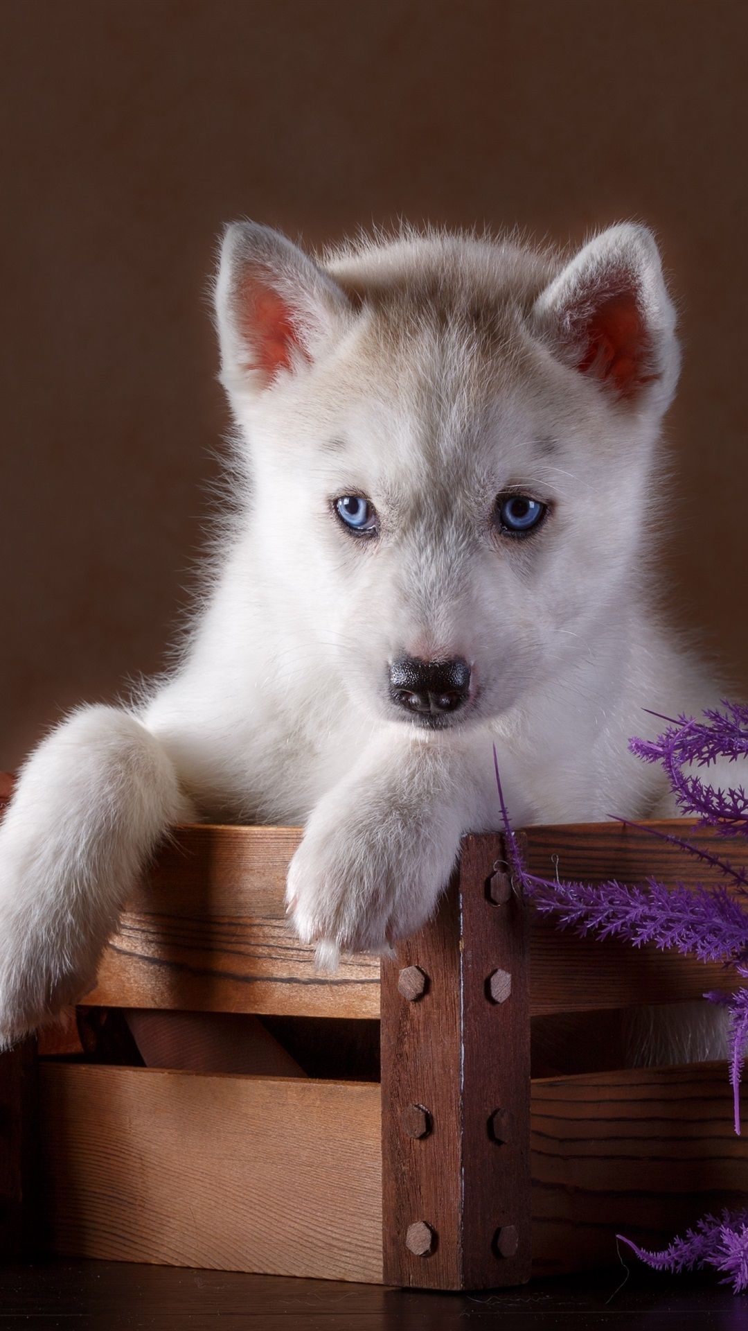 1080x1920 Blue eyes husky puppy, wood box 1125x2436 iPhone 11 Pro/XS/X wallpaper,  background, picture, image Wallpaper