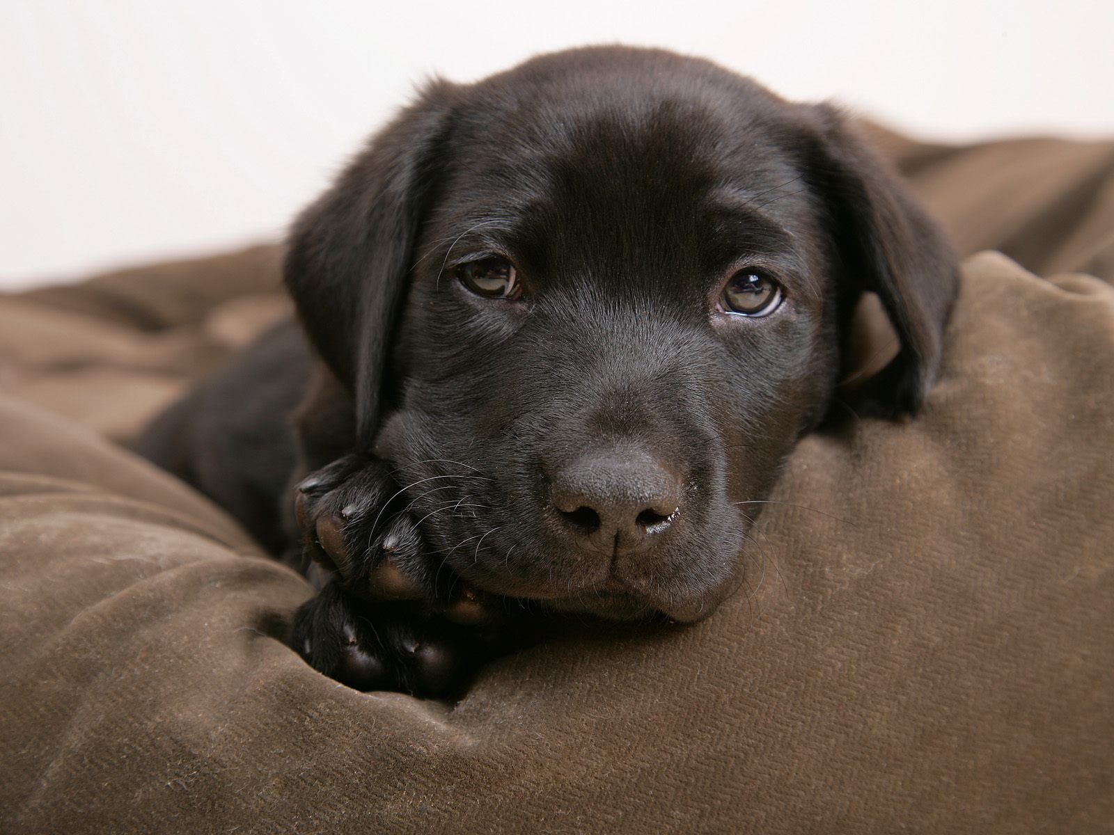 1600x1200 wruyux: Cute Black Puppy Eyes HD Wallpaper Wallpaper