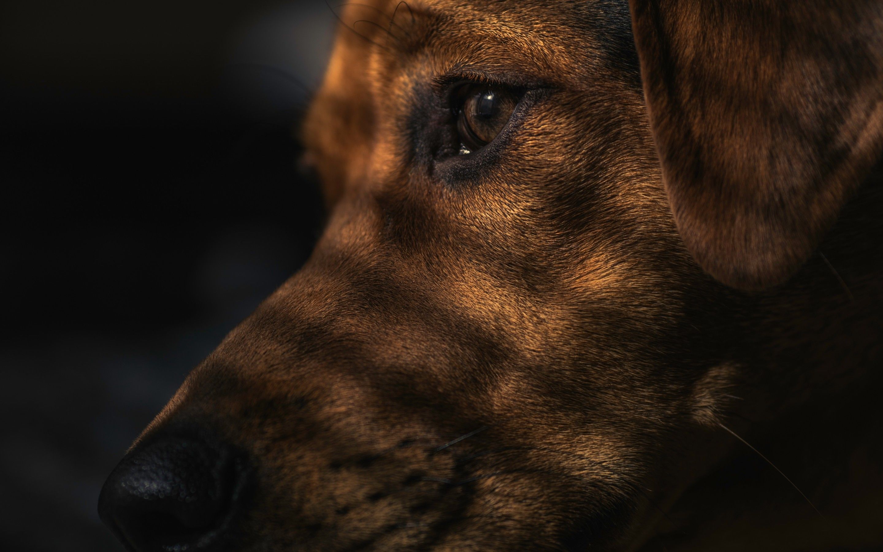 2880x1800 Download 2880x1800 Dog, Profile View, Puppy, Eyes Wallpapers for MacBook  Pro 15 inch - WallpaperMaiden Wallpaper