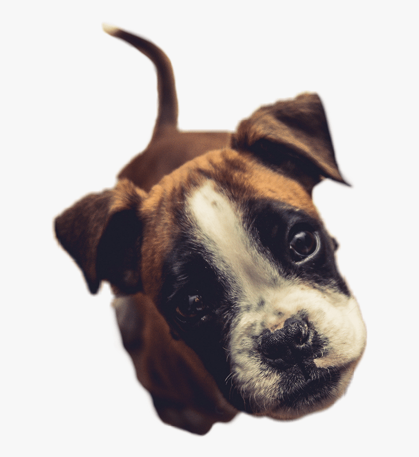 860x938 puppy #dog #ears #nose #eyes #cute #animal #picsart - Boxer Dog Wallpaper  Iphone, HD Png Download , Transparent Png Image - PNGitem Wallpaper