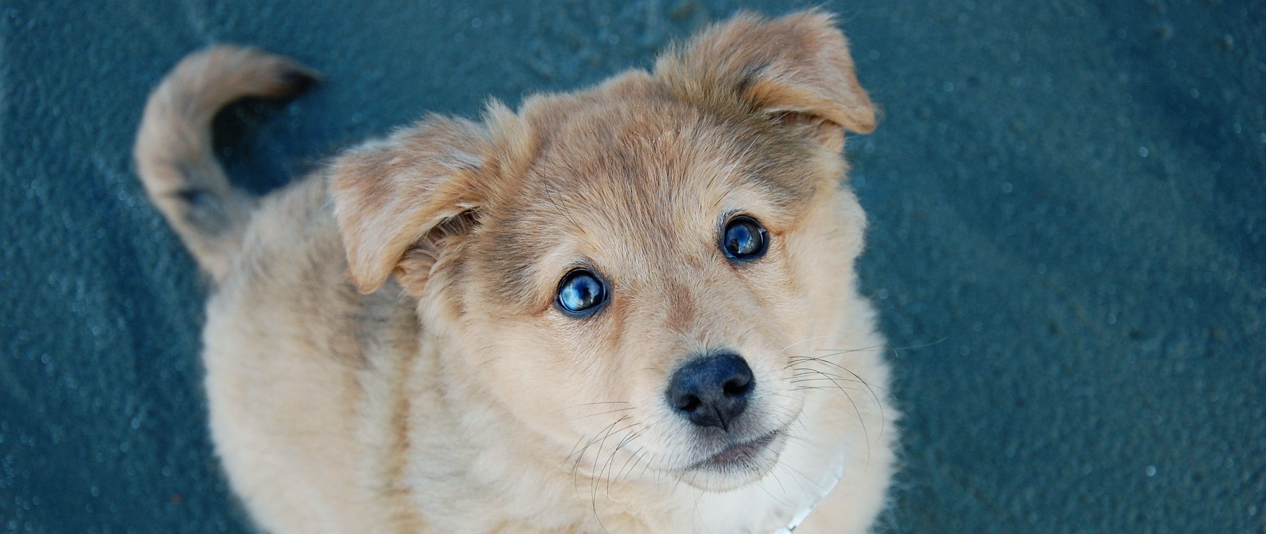 2560x1080 Download wallpaper 2560x1080 puppy, dog, eyes dual wide 1080p hd background Wallpaper