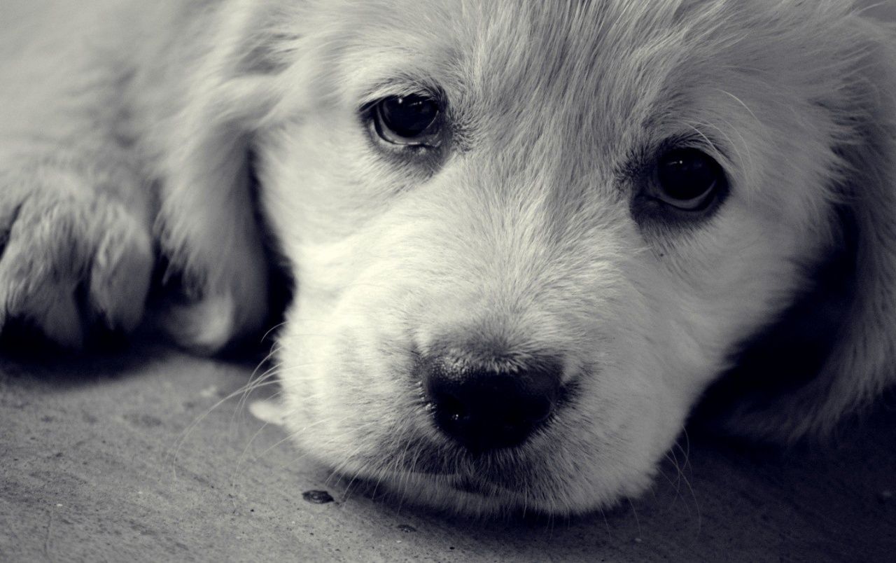 1280x804 Sad Puppy wallpapers | Sad Puppy stock photos Wallpaper