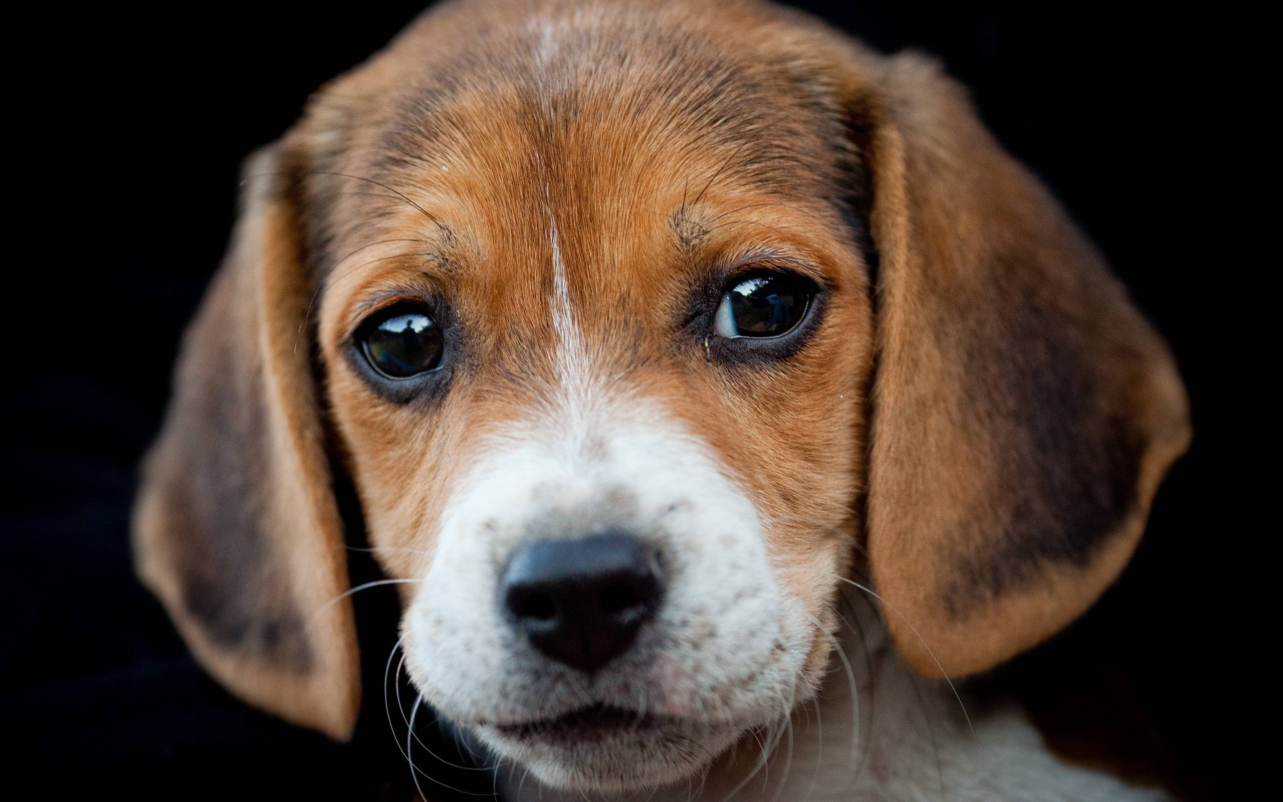 2560x1600 Beagle Puppy Wallpaper 2560x1600, - Dog With Brown Fur And Brown Eyes  (#3250595) - HD Wallpaper & Backgrounds Download Wallpaper