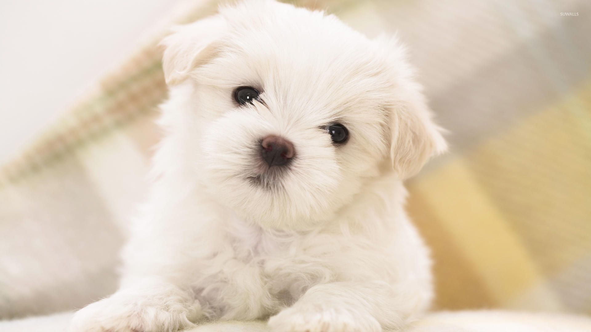 1920x1080 Cute white fluffy puppy with black eyes wallpaper - Animal wallpapers -  #52729 Wallpaper