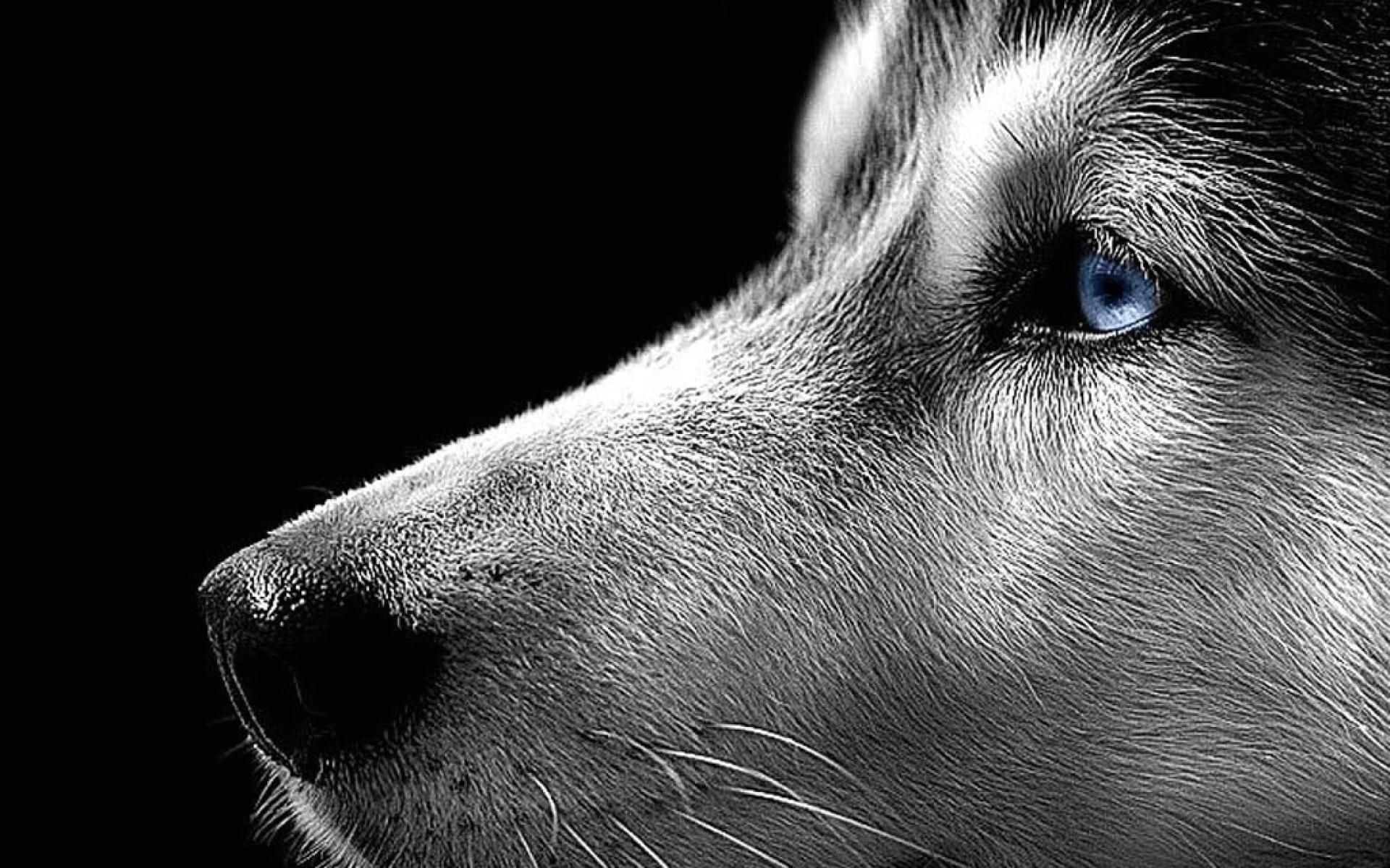 1920x1200 Blue Dog Wallpapers - Top Free Blue Dog Backgrounds - WallpaperAccess Wallpaper