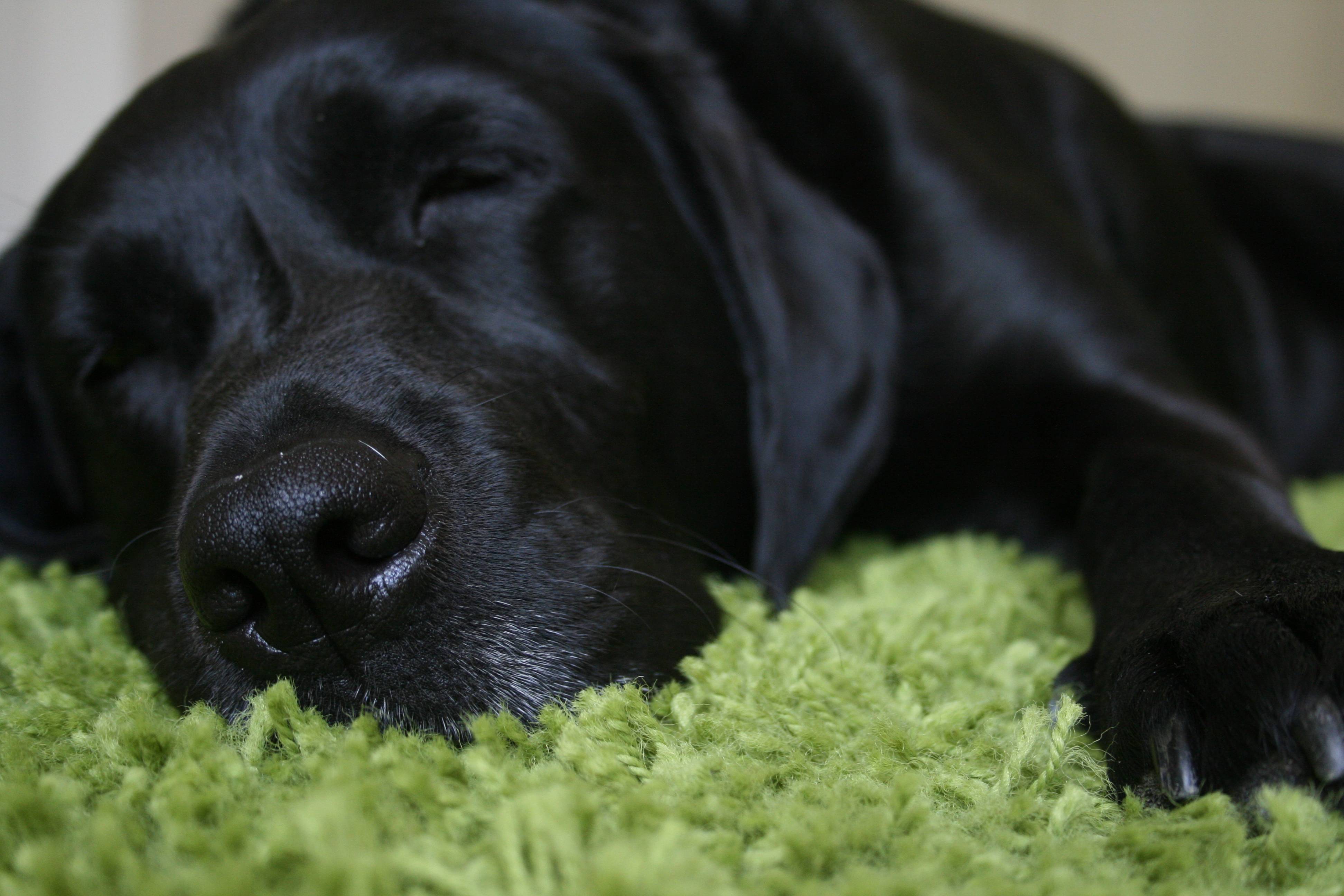 Black Lab Wallpapers - 4k, HD Black Lab Backgrounds on WallpaperBat