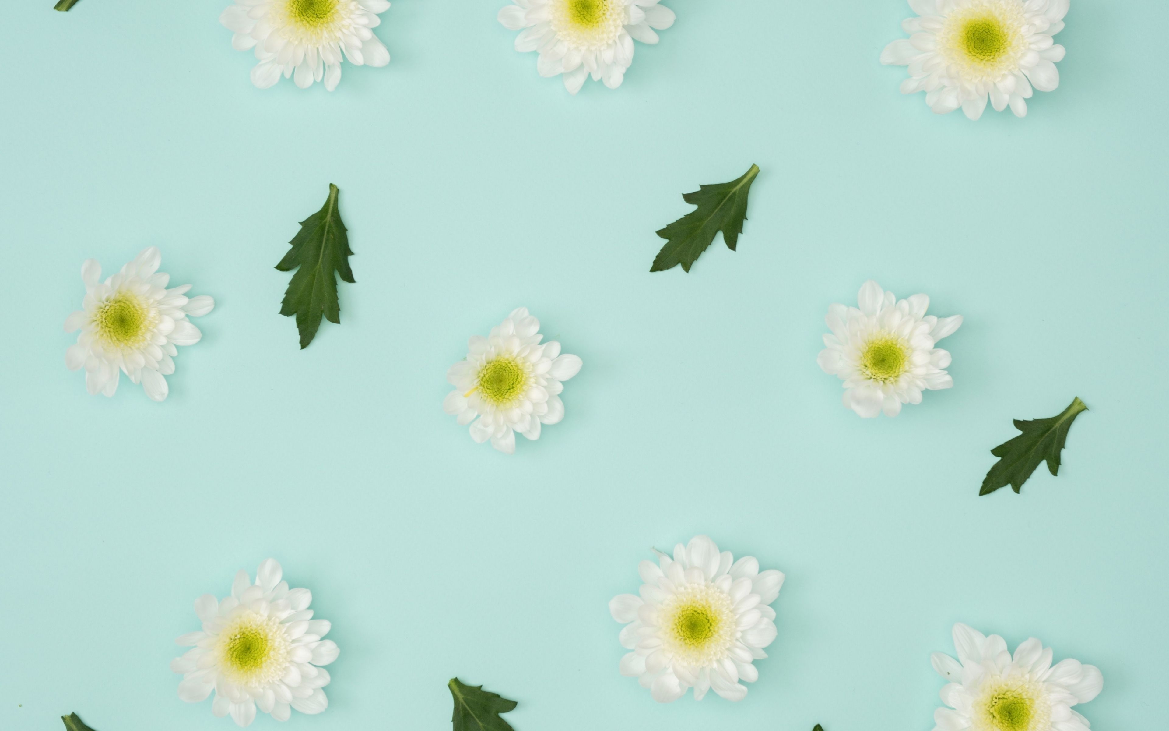 Minimalist Flower Wallpapers 4k Hd Minimalist Flower Backgrounds On Wallpaperbat 