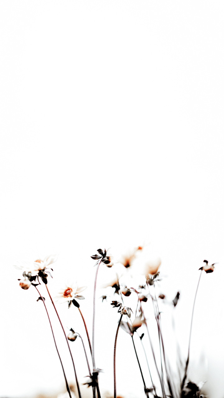 Minimalist Flower Wallpapers - 4k, HD Minimalist Flower Backgrounds on