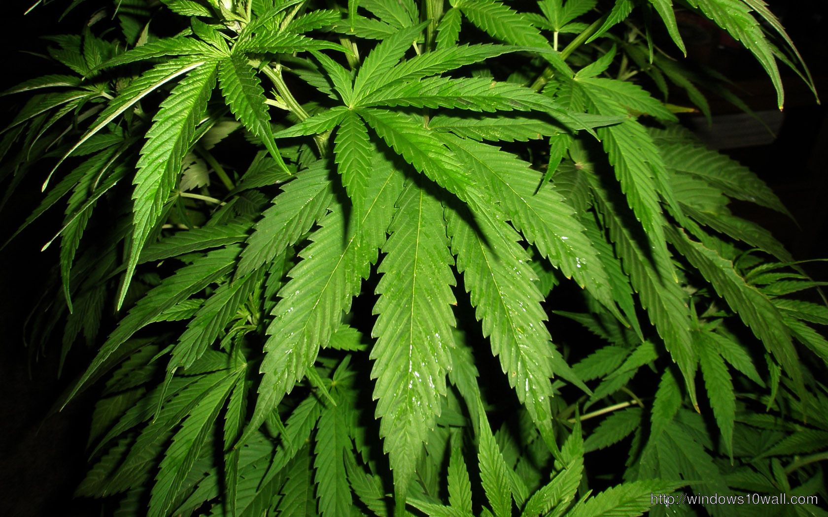 Weed Laptop Wallpapers - 4k, HD Weed Laptop Backgrounds on WallpaperBat