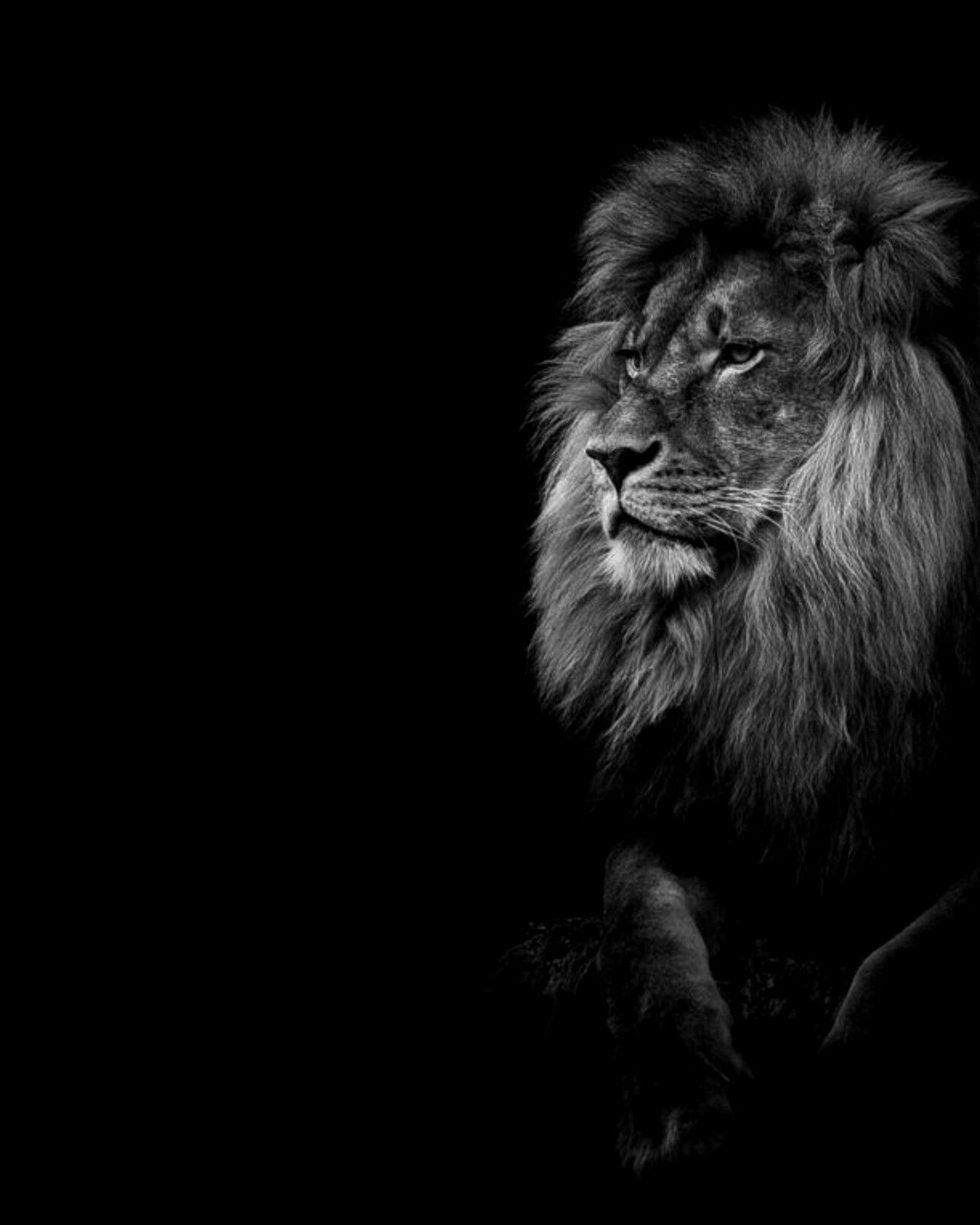 Black Lion 4K Wallpaper