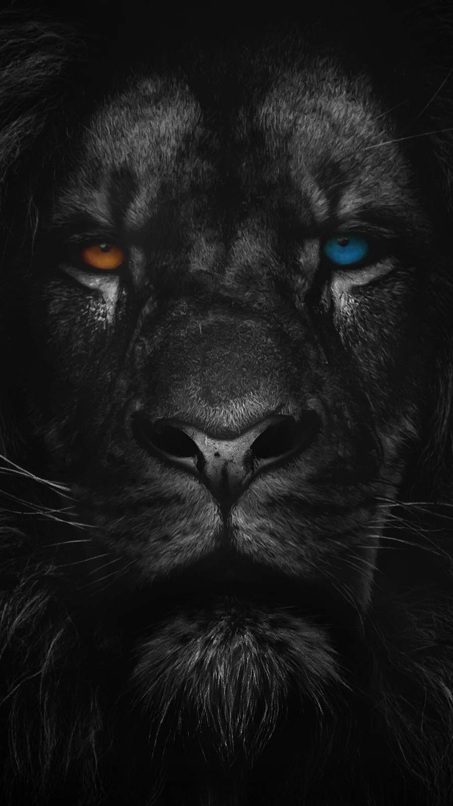 Lion Iphone Wallpapers 4k Hd Lion Iphone Backgrounds On Wallpaperbat